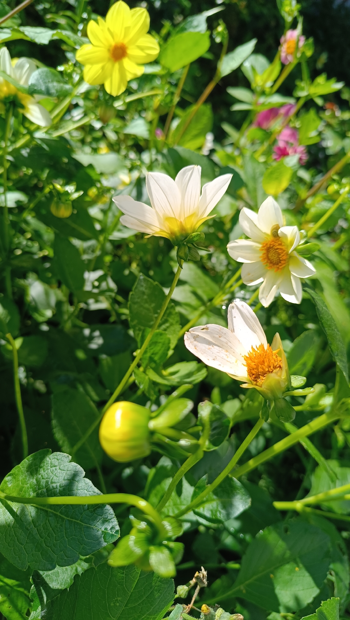 A close-up, eye-level shot captures a cluster of flowering plants bathed in sunlight, suggesting an outdoor setting in Karsha, Russia. The scene is dominated by lush green foliage, providing a vibrant backdrop. Prominently featured are several white, daisy-like flowers with yellow centers, their petals delicately unfurling. A bright yellow flower with a darker center is visible in the upper left, and touches of pink flowers can be seen further in the background. One flower in the foreground is partially closed, revealing a green bud with hints of yellow. A round, yellow bud also sits to the left of the frame, its surface smooth and reflective. The overall impression is one of natural beauty and growth in a garden or park environment.