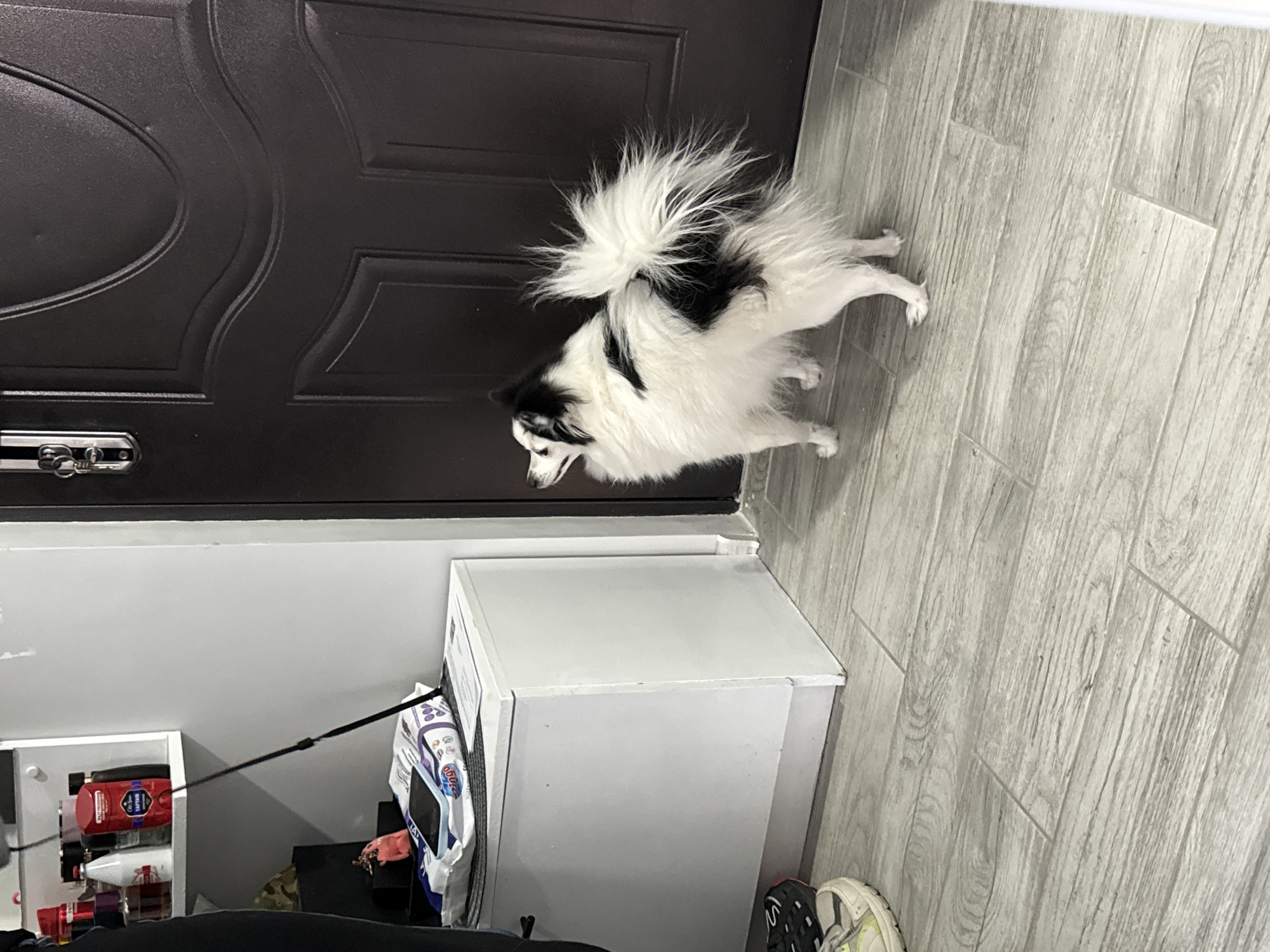 A black and white dog is standing on light gray wood-patterned flooring near a dark brown door and a white cabinet. The dog is predominantly white with black markings, including a black head and spots on its back. It has a bushy tail. The dark brown door features decorative molding. A white cabinet stands near the door, with a black leash attached to it. A small white shelf unit is visible to the left of the cabinet, holding various items, including bottles and boxes. A dark-colored shoe is partially visible near the cabinet. The scene is indoors. There is no indication the location is in Stara Zagora, Bulgaria.