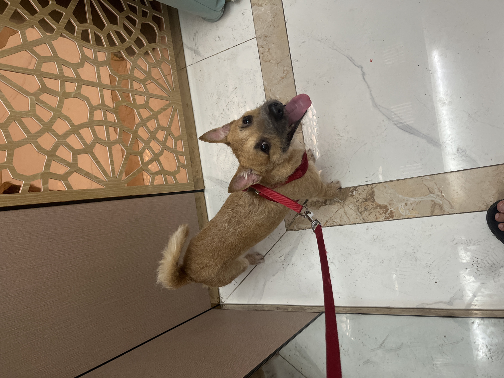 A tan, short-haired dog with erect ears and a long tongue extending from its mouth is positioned at the edge of a dresser or cabinet. The dog is wearing a red collar and leash. The dresser is decorated with a geometric lattice design and has a beige or brown textured surface. The floor consists of white tiles with marble-like patterns and is visible near the dog and the edge of the dresser. A person's foot is partially visible in the lower right corner of the frame, wearing a black sandal or shoe. The location is Bac Nha Trang Ward, Vietnam.