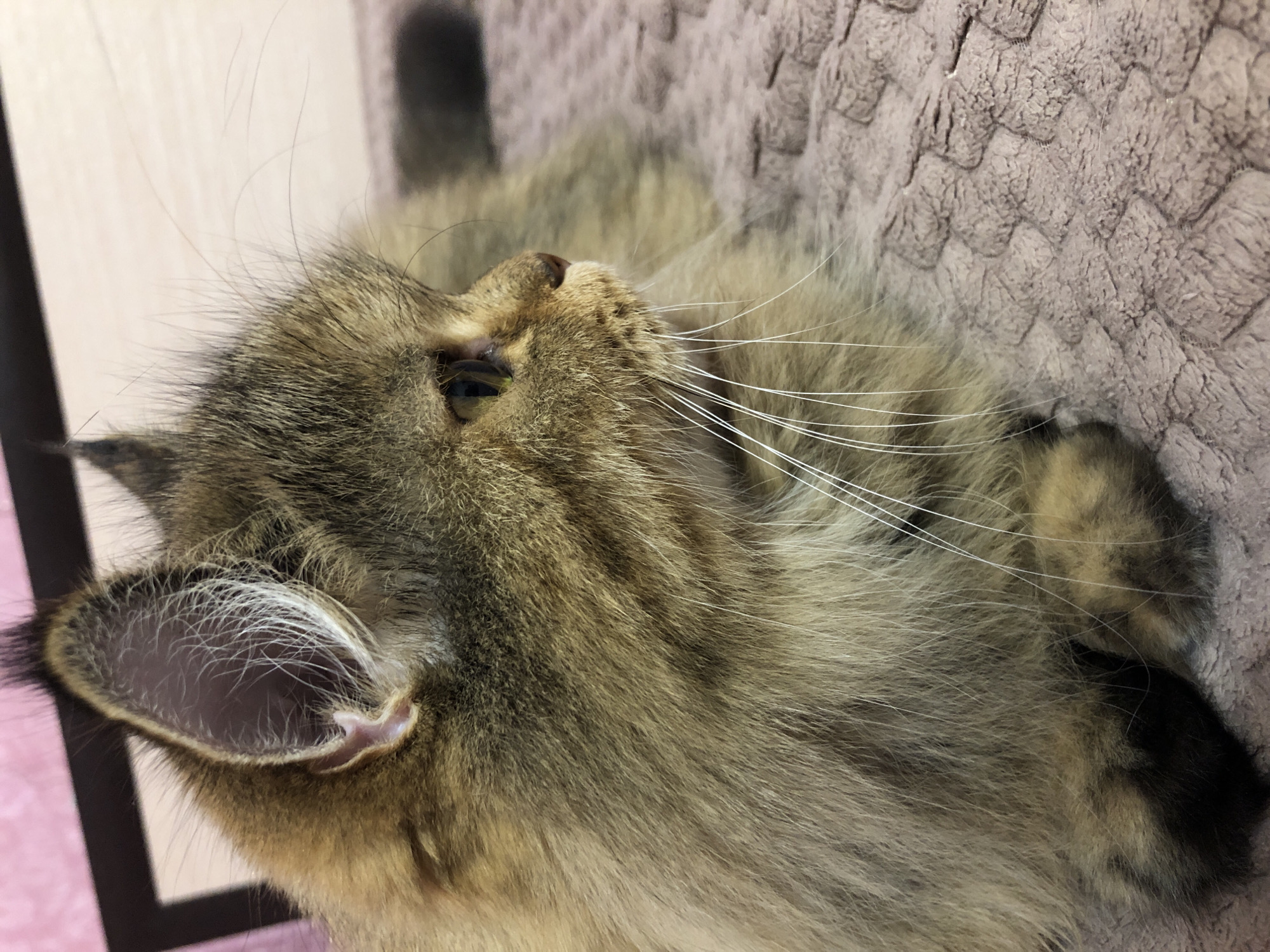 A close-up, profile view shows a long-haired, brown tabby cat with green eyes, resting on a textured, pinkish-purple blanket. The cat's fur is a mix of brown, gold, and black, with prominent white whiskers fanning out from its muzzle. Its ears are large and pointed, with some fur visible inside. The background consists of a blurred pink surface and a dark object, likely a piece of furniture. The lighting is soft, highlighting the cat's features and the texture of its fur and the blanket. The scene appears to be indoors, in a domestic setting, with no discernible urban elements.