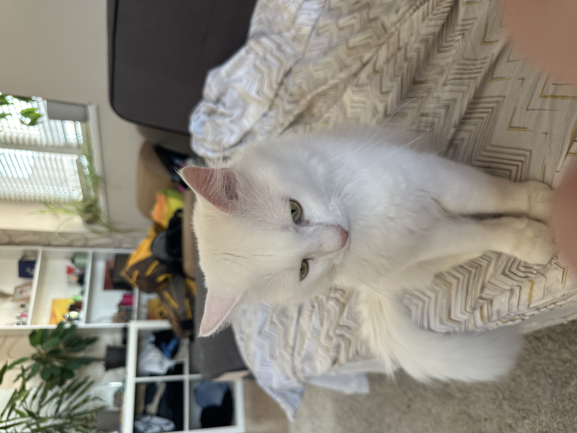 A white cat with green eyes is lying on a patterned blanket. A shelf with items is in the background. A plant is beside the shelf, and a window is behind the plant. A gray couch is in the upper left corner. The image does not provide enough information to determine if the location is in Sofia, Bulgaria.
