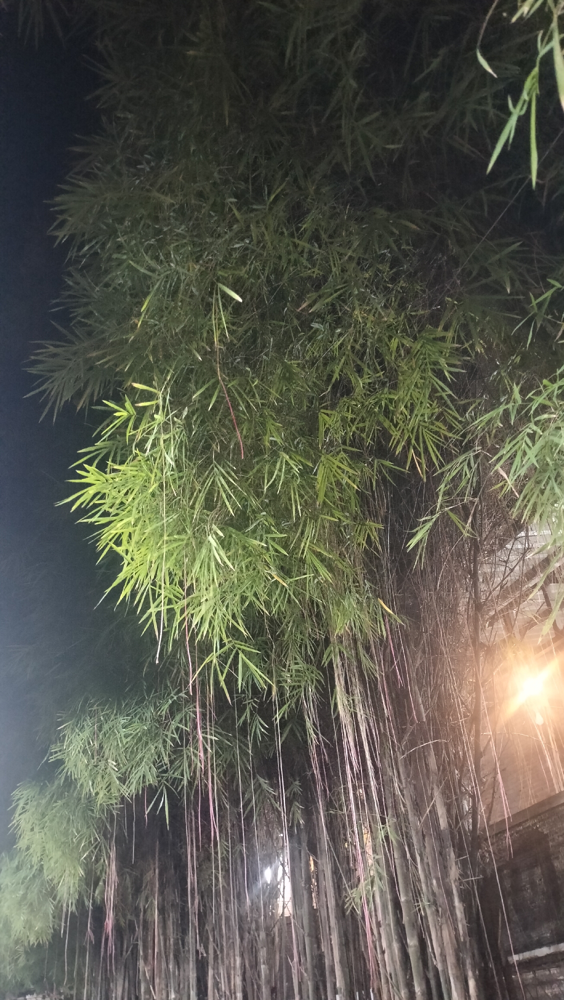 The image depicts a dense stand of bamboo trees at night, with their long, slender leaves forming a canopy against a dark sky. Some of the bamboo stalks are thin and hang down, resembling weeping strands. In the background, there is a bright, warm light source, possibly a streetlamp, illuminating a portion of the bamboo and what appears to be a brick wall. The overall impression is one of a lush, natural setting illuminated by artificial light, creating a somewhat atmospheric scene. This image was taken in the city of Lhokseumawe, Indonesia.