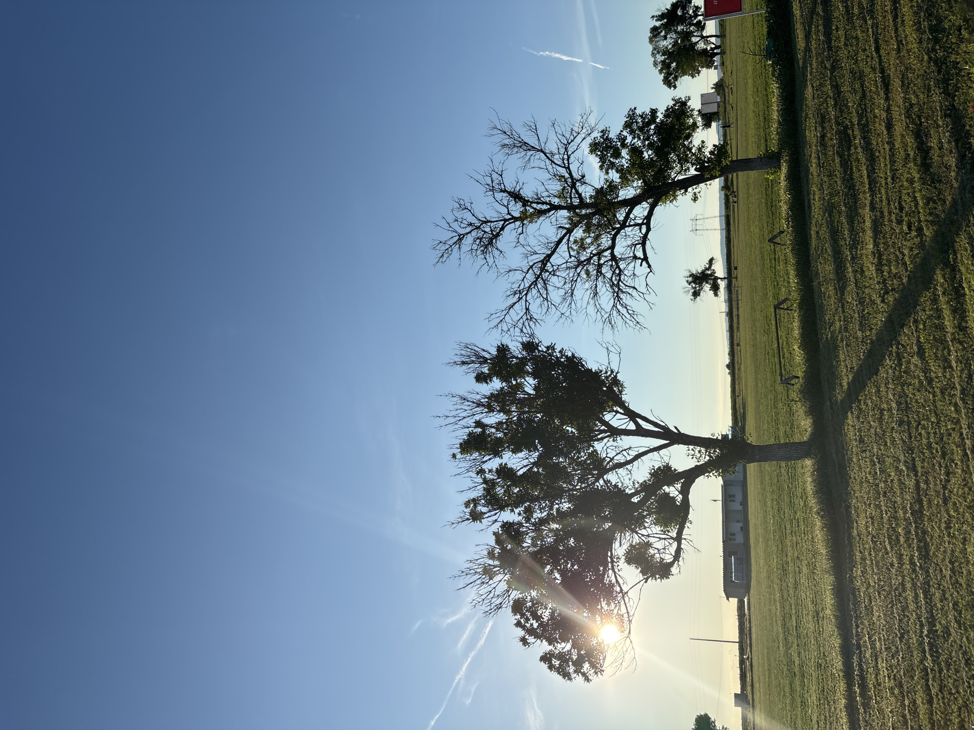 A wide-angle, low-angle shot captures a sun-drenched, grassy field in Enevo, Bulgaria. Two prominent trees stand in the foreground, one fully leafed and the other bare, silhouetted against a clear blue sky. The sun, positioned to the left, casts a bright glare through the branches of the leafy tree, creating visible light rays. In the middle ground, a long, low building with a light-colored roof and walls is visible, along with several smaller trees and power lines stretching across the horizon. The field is neatly mown, with distinct parallel lines etched into the grass, suggesting recent maintenance. Distant clouds are visible as thin white streaks against the expansive sky. A small, red sign is partially visible on the far right edge of the frame. The overall impression is one of a peaceful, rural landscape bathed in the warm glow of the sun.