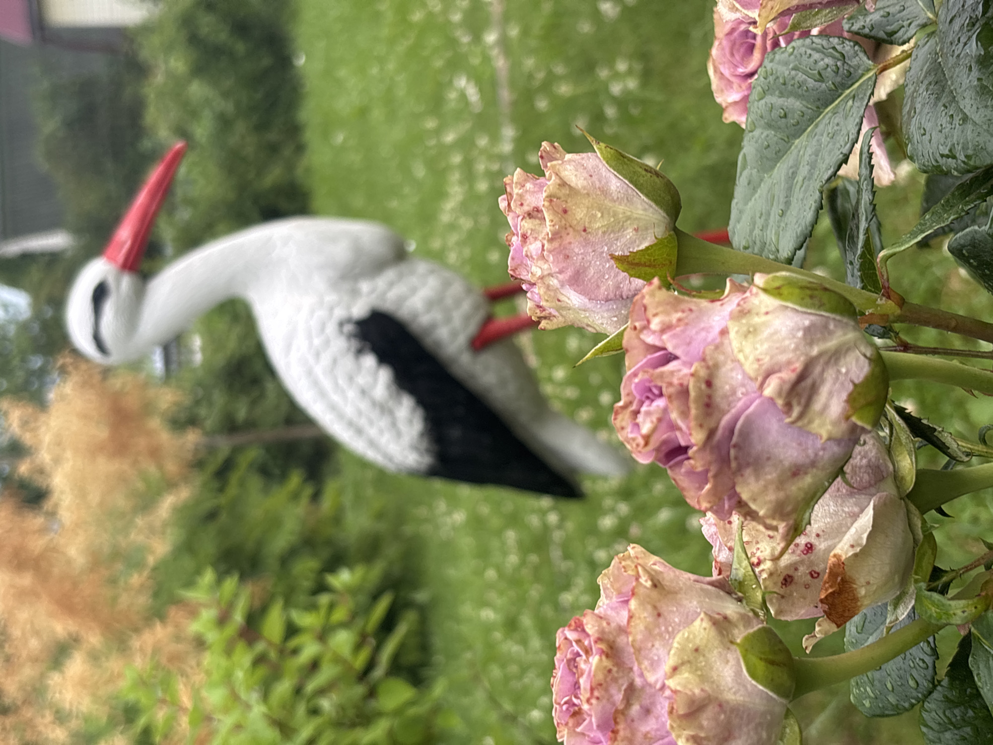 An outdoor, low-angle, medium shot features a white and black stork figurine with a red beak and legs, standing in a grassy area. In the foreground, several pink roses with water droplets are in focus, some showing signs of browning petals. The background consists of green foliage, out-of-focus trees with brown, feathery leaves, and a portion of a building. The image is taken at a garden in Yermolino, Russia.