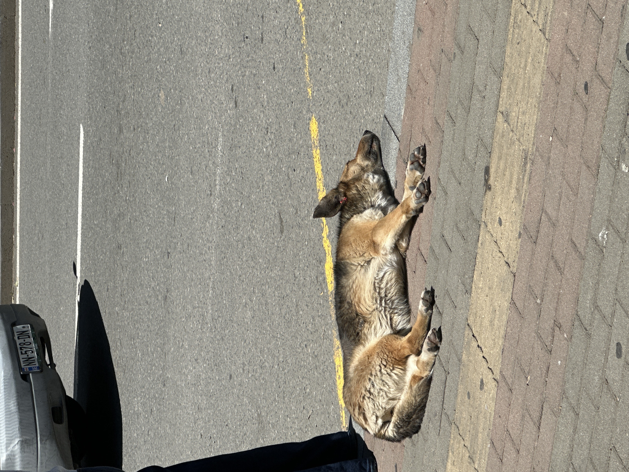 A German Shepherd dog lies on its back on a street in Batumi, Georgia. The dog lies between a grey asphalt road with a yellow line and a brick sidewalk. Part of a light-colored car with a visible license plate "NN-578-DN" is in the lower-left corner. A dark shadow is on the asphalt.