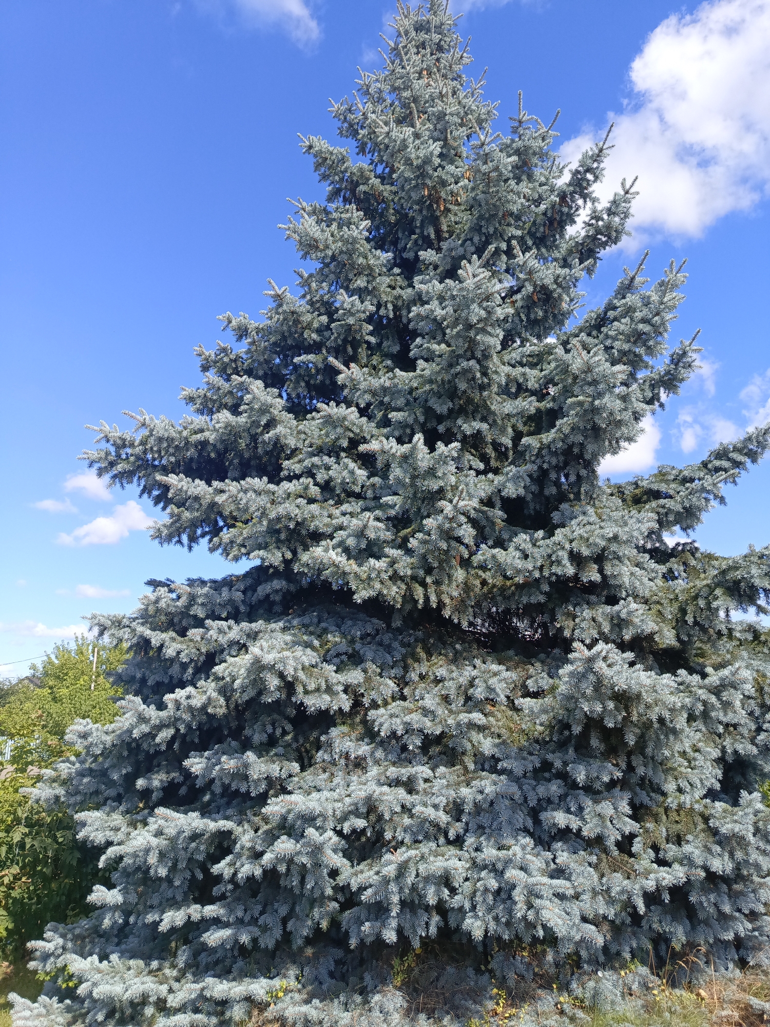 This image shows a large, mature blue spruce tree dominating the frame, set against a bright blue sky with scattered white clouds. The tree's branches are laden with dense, silvery-blue needles, and some brown cones are visible amongst the foliage. To the left of the spruce, a portion of a leafy green tree is visible, suggesting a natural or park-like setting. The ground beneath the spruce appears to be covered with dry grass and fallen needles. The lighting suggests a sunny day, likely midday, casting subtle shadows on the tree. This scene is located in the city of Ivatsevichy, Belarus.