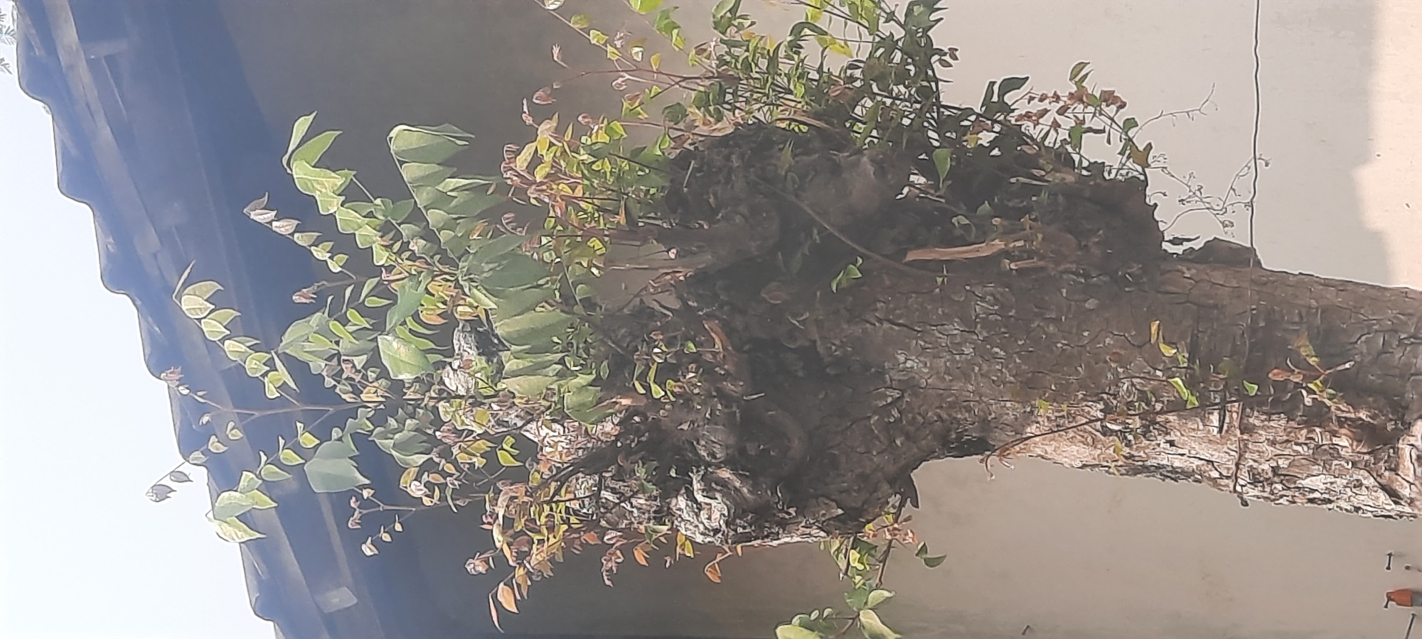A medium shot captures a close-up of a mature tree trunk with new growth emerging from its upper portion. The tree is set against a textured wall and a dark, curved roofline, likely a building in the city of Ploso, Indonesia. The bark of the trunk is rough and deeply grooved, suggesting age and resilience. Small, tender leaves in various shades of green and reddish-brown sprout from the branches and the top of the trunk, indicating a recent period of growth. The background is a plain, light-colored wall, with the roofline of a building visible above and behind the tree. The lighting suggests it is daytime, with the sky being a pale, washed-out color. There are no people or animals visible in the image.