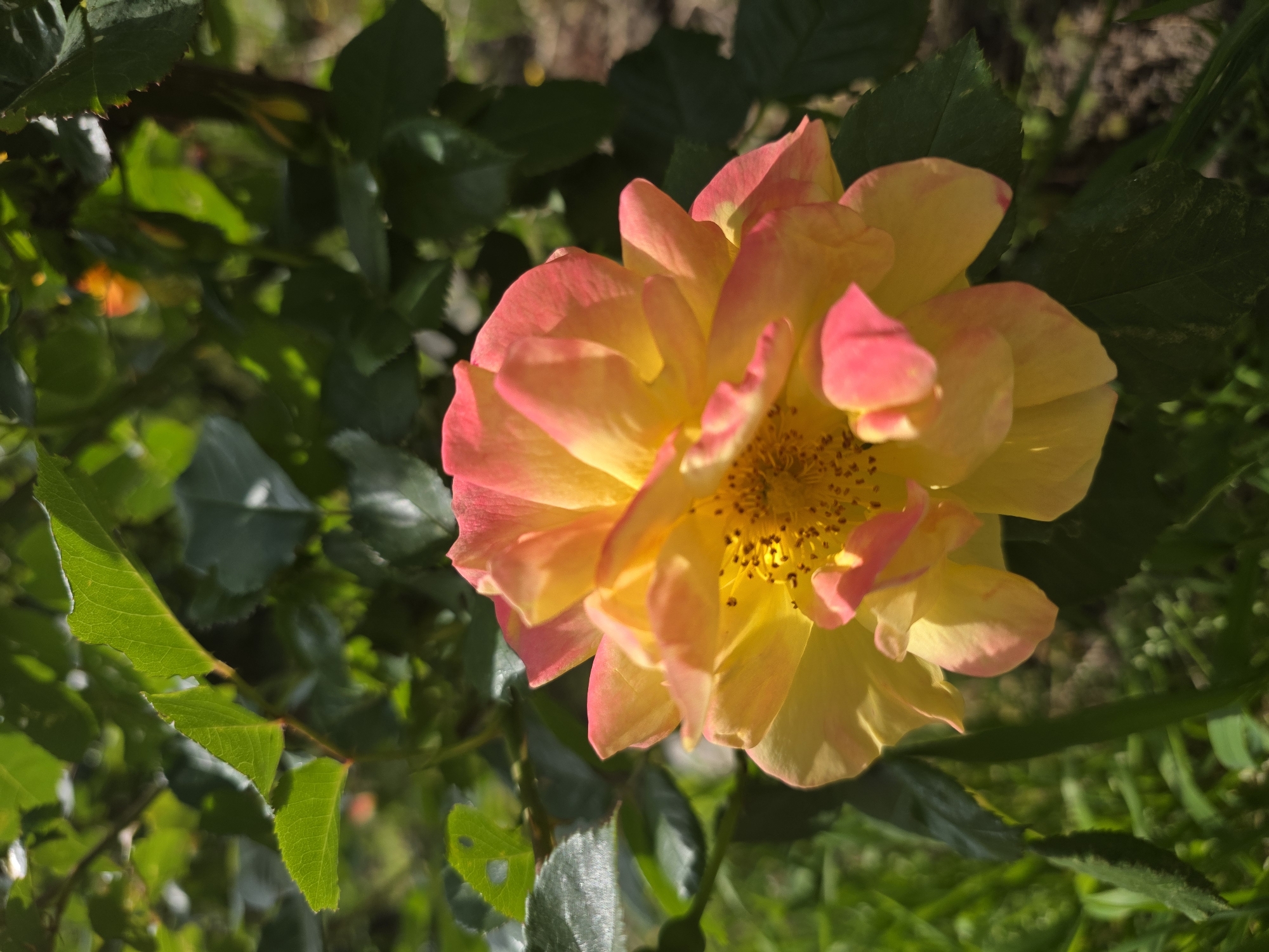 The image shows a close-up of a yellow and pink rose in bloom. The rose is surrounded by green leaves and is likely part of a rose bush. The background is blurred, suggesting a shallow depth of field. While the location is claimed to be Krasnodar, Russia, there is no visual information in the image to verify this claim. The lighting appears to be natural and the overall scene suggests a garden setting.