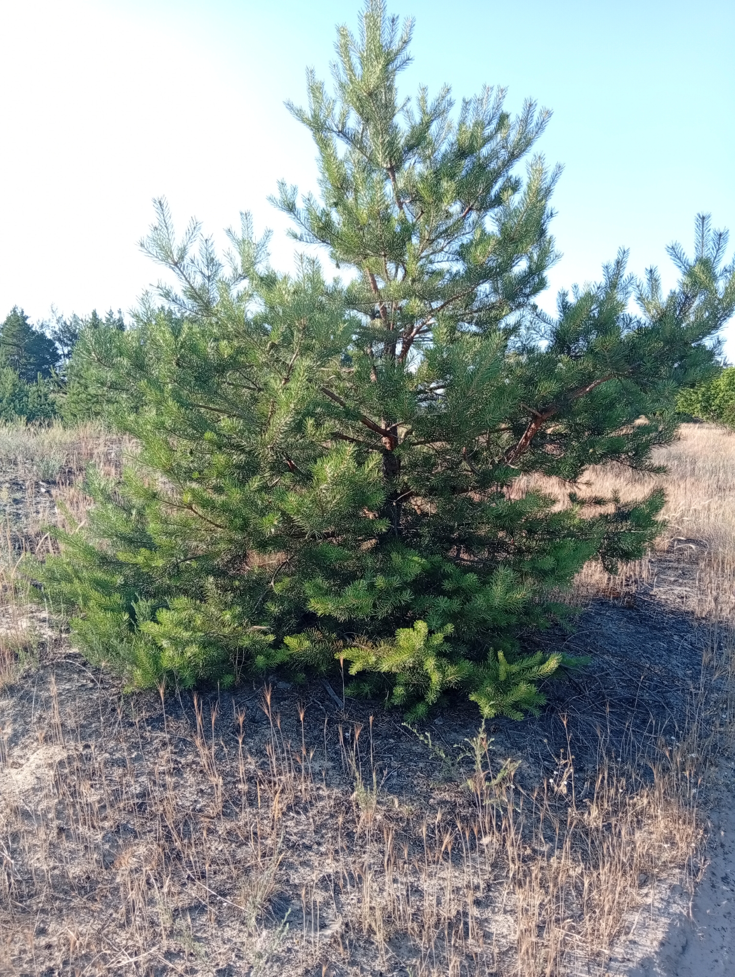 This is a media file of a pine tree in a sandy, arid environment. The tree is the central subject, with its green needles and brown branches dominating the foreground. The ground around the tree is covered in dry, light-colored grass and sand, with some shadows indicating the presence of sunlight. In the background, more pine trees are visible, forming a forest that recedes into the distance. The sky is a clear, pale blue, suggesting a daytime setting with fair weather. There is no discernible activity or event taking place, the image appears to be a still shot of the natural landscape. The overall mood is serene and natural. There is no visible text in the image.