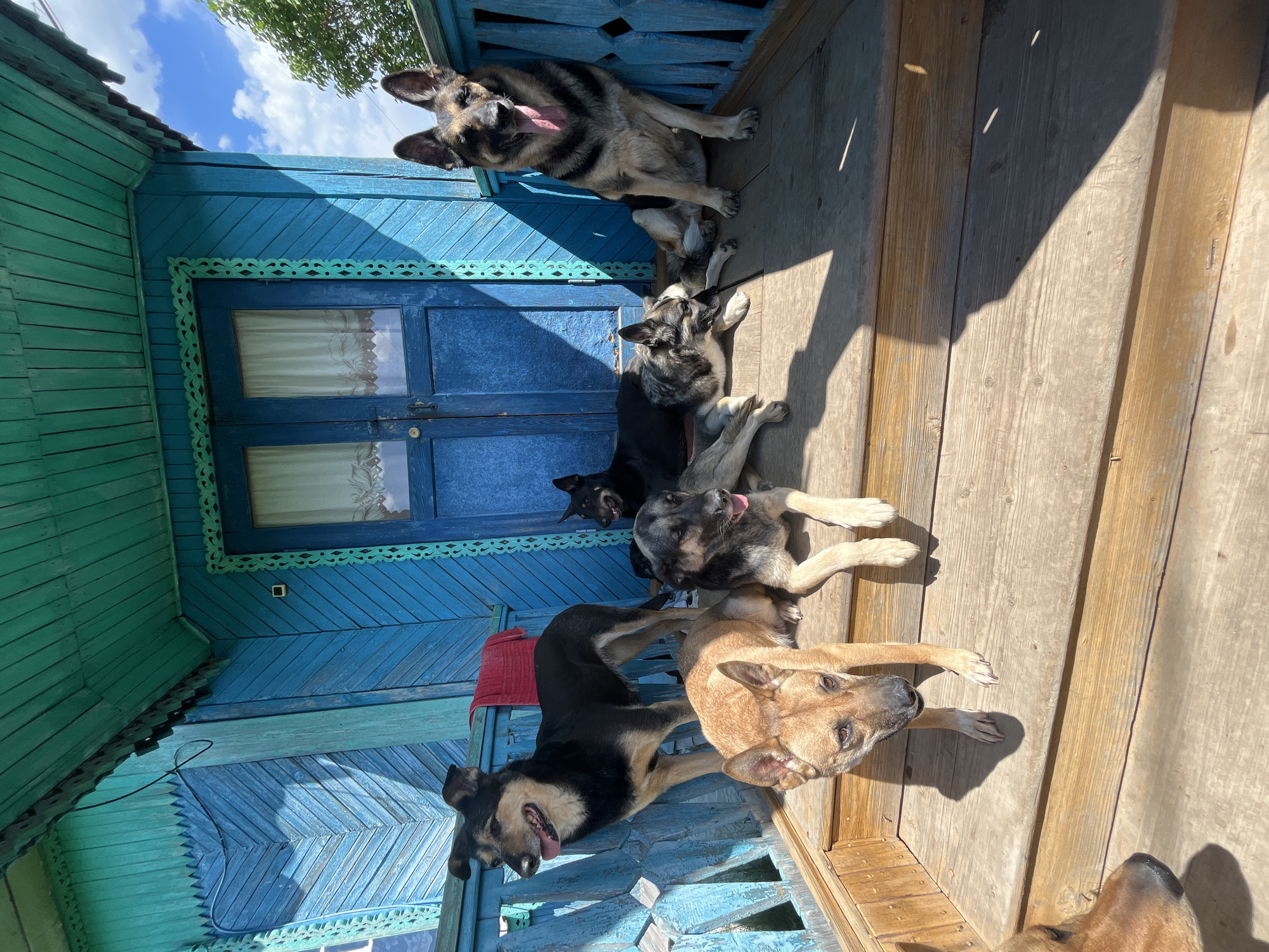 Five domestic dogs are gathered on a wooden porch of a house in Nizhny Tagil, Russia. The house is characterized by its vibrant teal and deep blue painted wooden siding, adorned with intricate carved wooden trim in a lighter turquoise color around the windows and along the eaves. A dark blue double door with windows is prominent on the house wall. The porch floor is composed of light-colored wooden planks, complemented by blue wooden railings.
The dogs, varying in size and breed (some resembling German Shepherds), are in various relaxed states, lounging on the porch. Several are lying down, while others sit, with a few panting with their tongues out, suggesting a warm and sunny day. The scene is brightly lit by direct sunlight, casting strong shadows across the porch floor and the house walls. A clear blue sky with white clouds is visible in the background. The architectural style, with its colorful wooden construction and decorative carvings, is characteristic of traditional Russian rural dwellings. The dogs appear content and at ease. There is no visible text in the image.