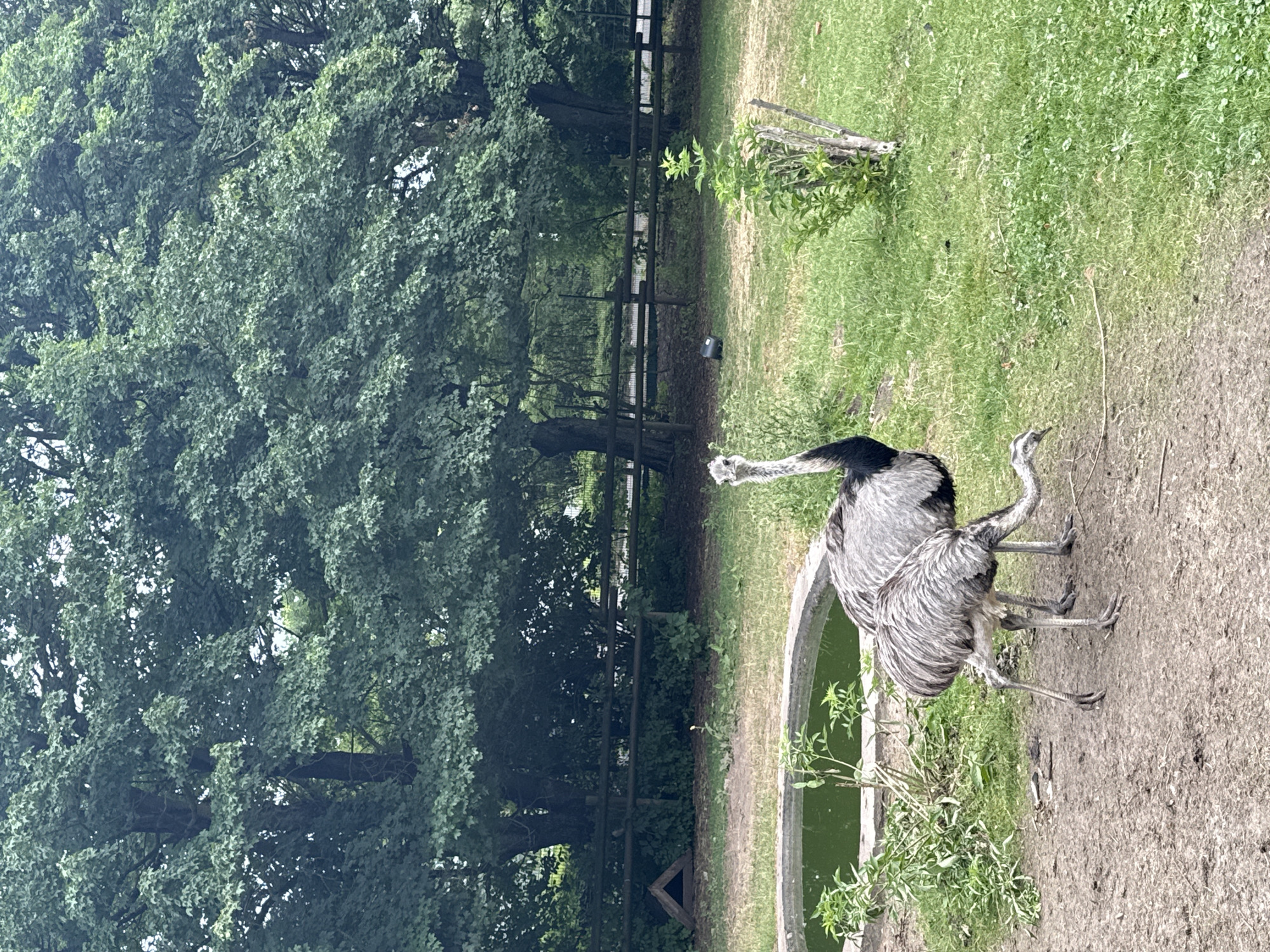 The image shows two large, grey birds with long necks and legs, resembling ostriches or emus, standing in a grassy enclosure. One bird in the foreground is looking directly at the camera with its head held high. Behind them, there is a murky green pond or water feature, a wooden fence, and lush green trees. In the background, a dark bucket is visible near the fence. The scene appears to be an outdoor aviary or zoo enclosure. Based on the context provided by a separate piece of information (not present in the image itself but assumed to be linked), this scene is located at the Wildpark Schwarze Berge in Bassum, Germany.