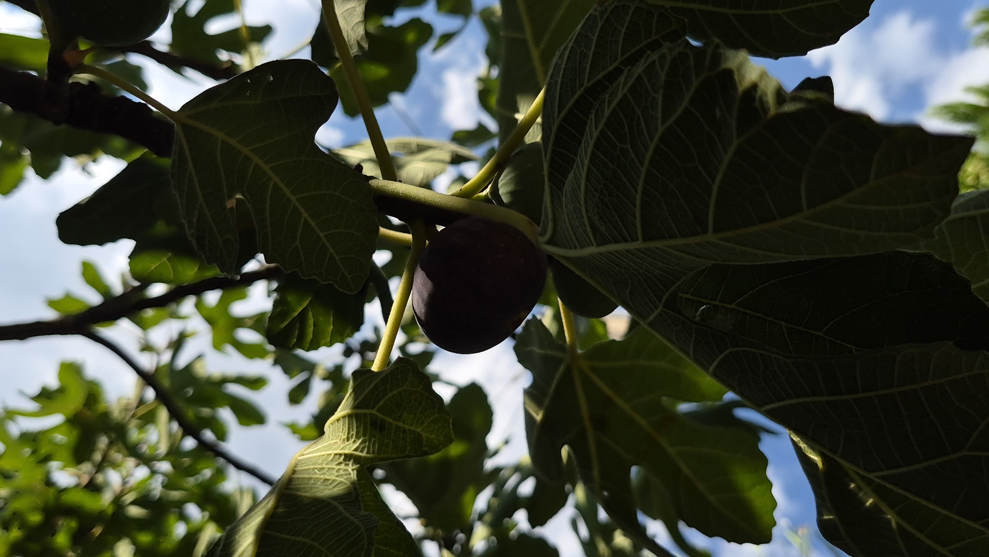 A close-up, low-angle shot captures a ripe, dark purple fig hanging from a branch amidst large, green fig leaves against a backdrop of bright blue sky with scattered white clouds. The fig is the central subject, partially shaded by the surrounding foliage. The leaves exhibit prominent veins and some appear to have water droplets on their surfaces. The image is an outdoor shot, likely taken during daylight hours given the bright sky and shadows.