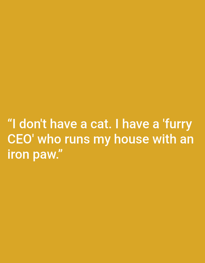 This is a digital image with a solid yellow background. In the center of the image, there is white text that reads: "I don't have a cat. I have a 'furry CEO' who runs my house with an iron paw." The text is arranged in three lines and is enclosed in quotation marks. The background and text suggest this is a graphic overlay for a quote, likely shared on social media or as a meme. There are no people, objects, or scene details visible in the image itself. The location context provided, Kępno, Poland, is not visually represented in the image.