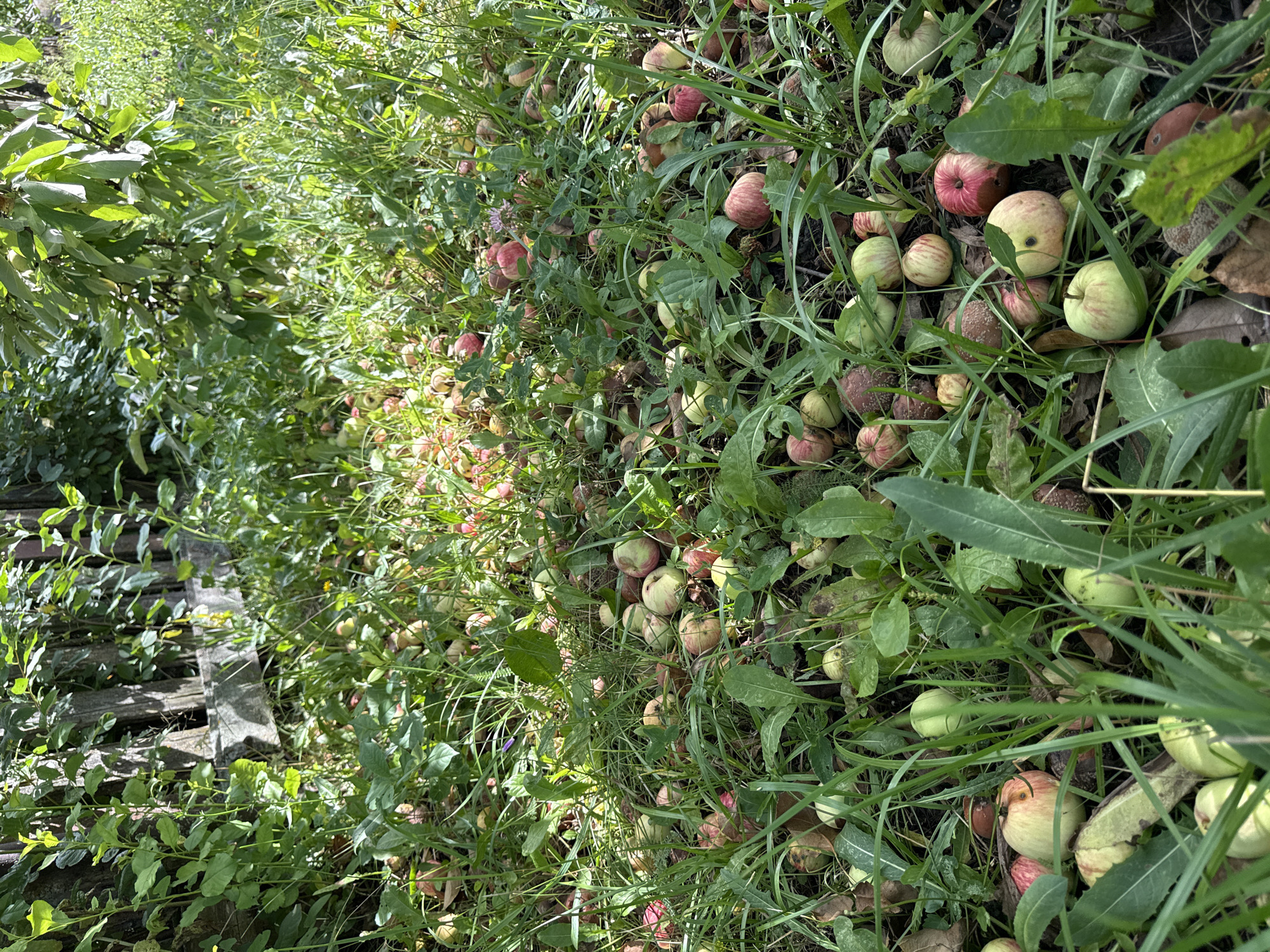 In an outdoor setting, possibly a yard or overgrown garden in Maldykasy, Russia, a multitude of fallen apples are scattered across the ground amongst dense green grass and foliage. The apples exhibit a range of colors, including red, green, and yellow, with some showing signs of ripeness and minor blemishes. Some apples are partially obscured by the surrounding vegetation, while others are clearly visible. The background consists of more greenery and what appears to be a rustic wooden fence structure, partially covered by climbing plants. Sunlight filters through the leaves, creating dappled light and shadows across the scene. There are no people or animals visible in the image.