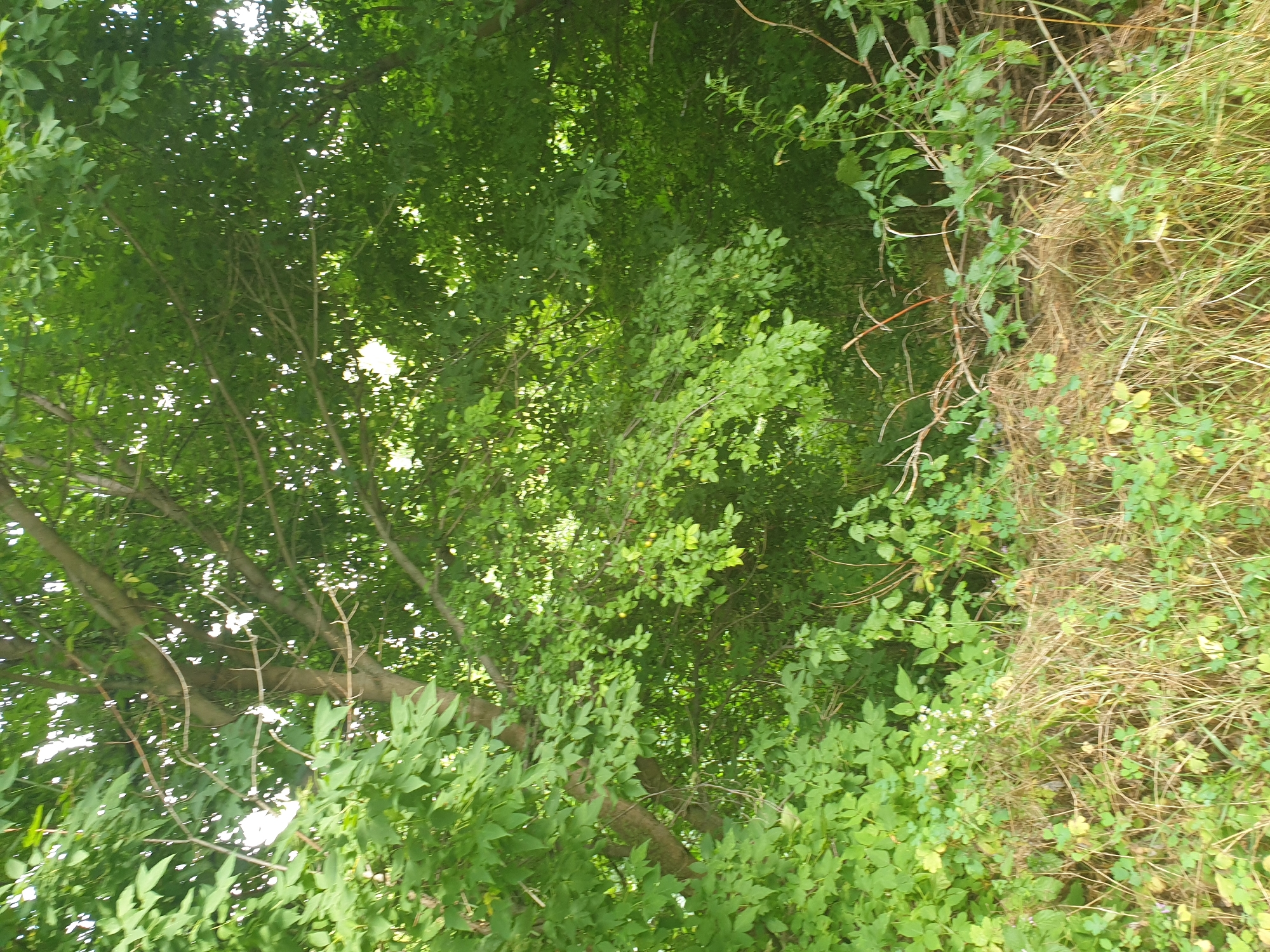 The image is a photograph taken in Lozovyi Yar, Ukraine, depicting a dense green forest area. The foreground is filled with dry grass and some scattered green foliage, with some bare branches crossing horizontally. Behind this, the scene transitions into a thick canopy of green leaves and tree branches, obscuring most of the background. Sunlight filters through the leaves in dappled patterns. The overall impression is of an overgrown, natural woodland environment. There are no people or animals visible in the image.