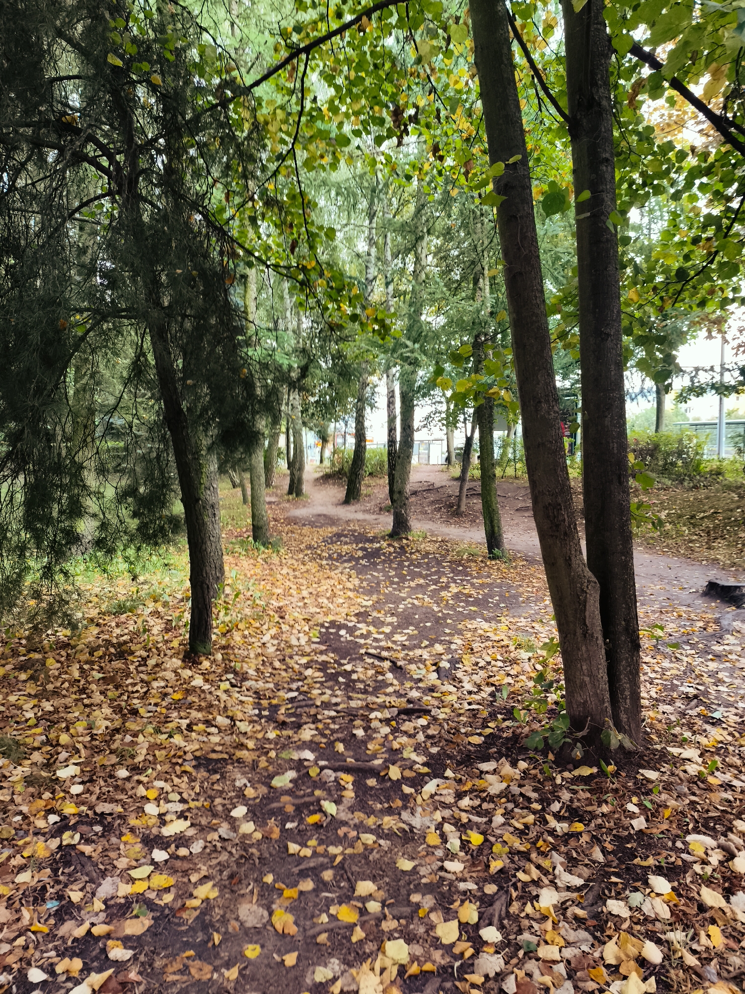 The image depicts a pathway in a park, likely in Gdańsk, Poland, during autumn. The ground is covered with fallen leaves in various shades of yellow, brown, and orange, indicating the season. Trees with mostly green foliage, but some showing autumnal colors, line the path. The pathway itself appears to be made of dirt or gravel and curves into the distance, leading towards a more urbanized area with buildings and a fence visible in the background. There are no people or animals present in the scene. The overall atmosphere is tranquil and natural, characteristic of an urban park.