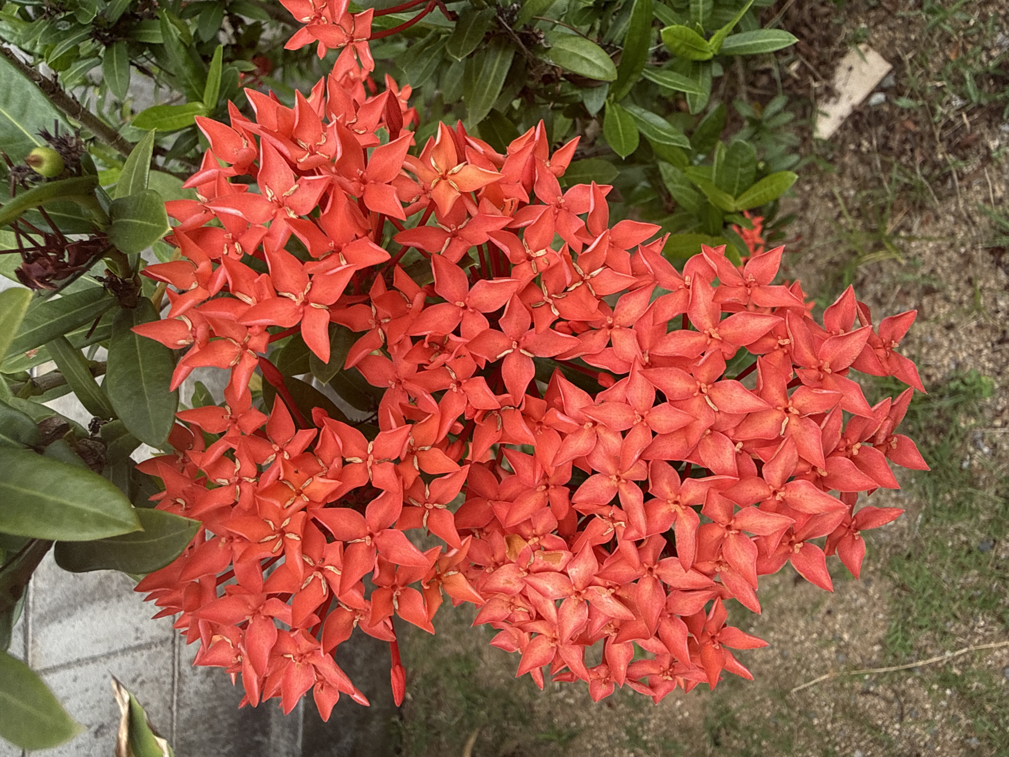 A cluster of vibrant red Ixora flowers is the central focus of the image, set against a backdrop of green foliage and a textured grey wall. The flowers are densely packed, with each individual bloom exhibiting a star-like shape composed of four pointed petals. The petals are a rich, saturated red, with subtle lighter tones and a hint of orange visible in some of the deeper recesses. Fine, yellowish stamens are visible at the center of some of the flowers.
In the upper left of the frame, a section of a grey, possibly concrete, wall with a rough, block-like texture is visible. A sliver of a light green leaf, likely from another plant, partially obscures the wall in the far upper left.
The middle ground and background are dominated by the dark green leaves of the Ixora plant itself, as well as other vegetation. These leaves are glossy and elongated. A small, unripe green fruit or bud is visible on a stem amongst the leaves in the upper right quadrant.
The lower portion of the image reveals the ground, which appears to be a mixture of dry soil, small pebbles, and sparse green grass. In the far lower right corner, a small, light-colored object, possibly a piece of wood or a stone, rests on the ground.
The lighting suggests an overcast day or shade, as there are no harsh shadows, and the colors are evenly illuminated. The overall impression is one of natural beauty and a tropical environment. The specific location in Baan Mae Nam, Thailand, is inferred to be an outdoor setting, potentially a garden or a roadside area where Ixora plants are commonly cultivated. There are no people or animals visible in the scene.