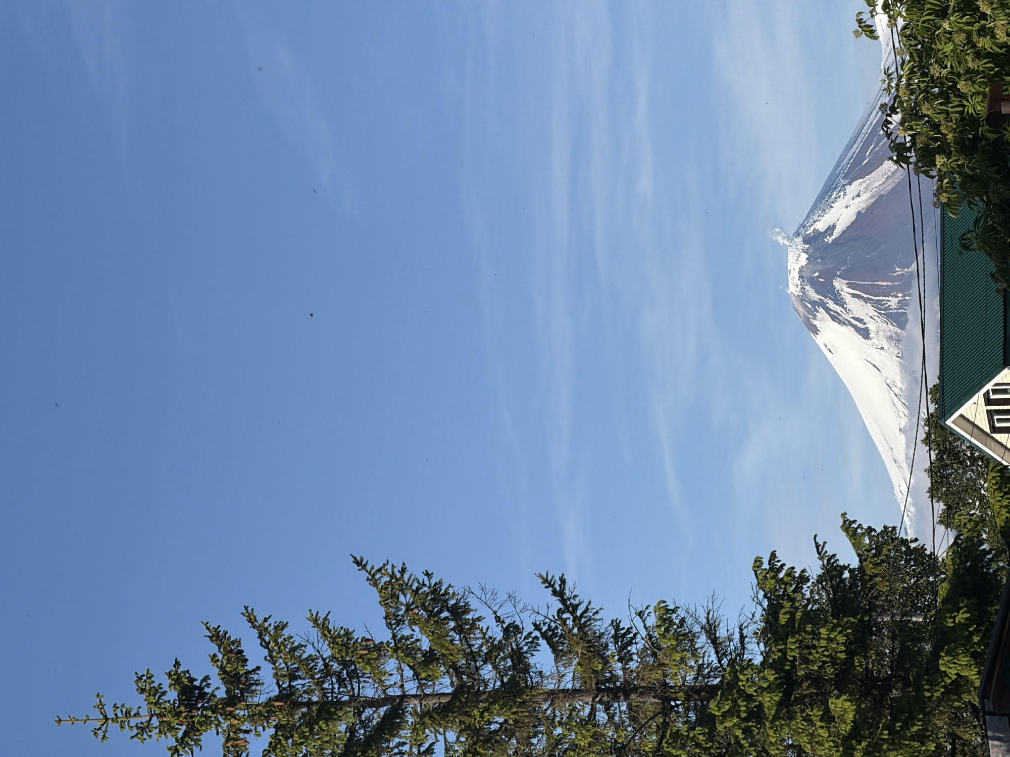 In Petropavlovsk-Kamchatskiy, Russia, a snowy volcano emits a plume of smoke against a clear blue sky. In the foreground, a tall evergreen tree stands to the left, its branches laden with cones. Below the volcano, the roof of a green-roofed building is visible, along with the tops of other trees and foliage. Power lines crisscross the mid-ground. The scene depicts a natural landscape with hints of human settlement.