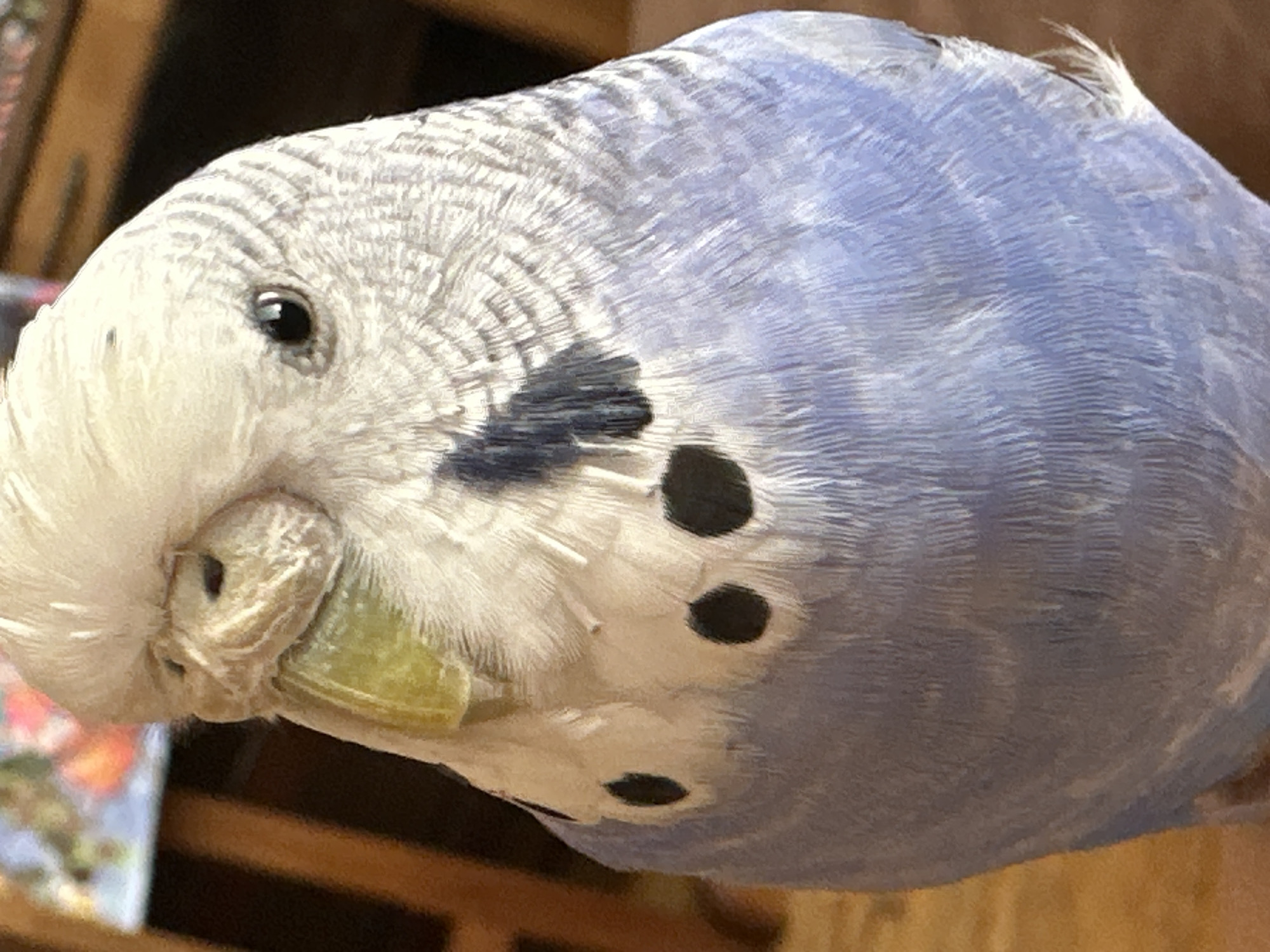 The image is a close-up, vertical, eye-level, portrait shot of a budgerigar, a small parrot. The bird is facing the camera, with its head tilted slightly to the left. Its plumage is predominantly white on its head and chest, transitioning to a light blue on its body. Distinct black spots are visible on its chest, and dark gray barring patterns are present on its head and neck. The budgerigar has a light green beak and a black eye. The background is out of focus and appears to be an indoor setting, with warm, wooden tones and hints of colorful abstract shapes, possibly artwork or decorations. The lighting is soft and illuminates the bird's features clearly. The location is identified as Unknown, Unknown.