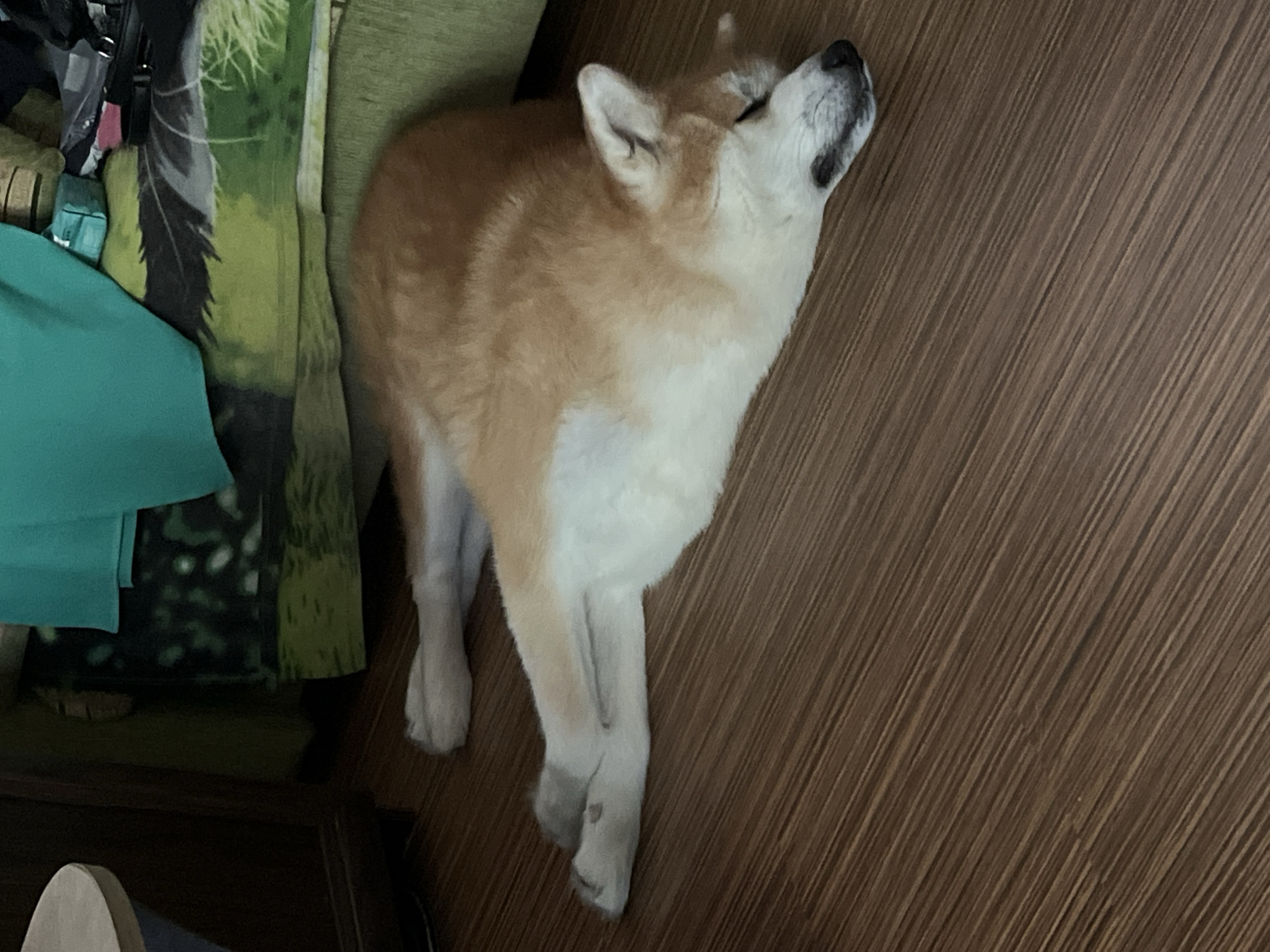 A medium-sized dog, appearing to be an Akita or Shiba Inu breed with reddish-brown and white fur, is sleeping on a wooden floor. The dog is lying on its side, with its head resting on its paws. Its eyes are closed, and its mouth is slightly open. In the background, there is a green couch with a patterned cushion and a teal blanket. To the left, a dark wooden piece of furniture, possibly a cabinet or table, is visible. The overall setting suggests an indoor domestic environment. There is no indication of the specific location within Minsk, Belarus.
