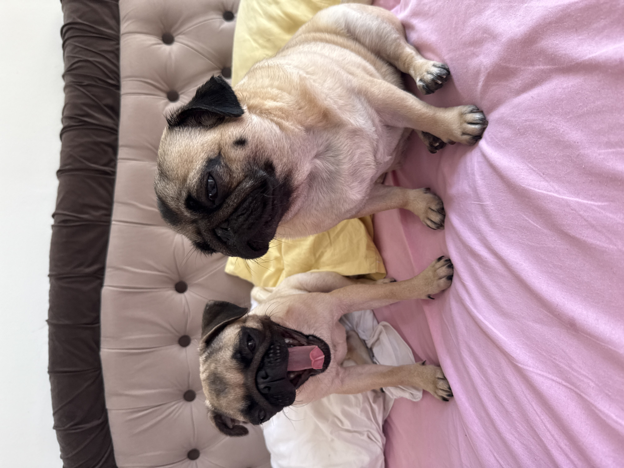 Two fawn-colored pugs are sitting on a pink comforter on a bed. The pug on the left is in mid-yawn, with its mouth wide open, revealing its tongue and teeth. The pug on the right is looking to the left with its eyes partially closed. Both dogs have dark faces and ears. Behind the pugs is a tufted headboard with a dark brown trim. There are two pillows behind them, one white and one yellow. The lighting suggests it is daytime, possibly indoors.