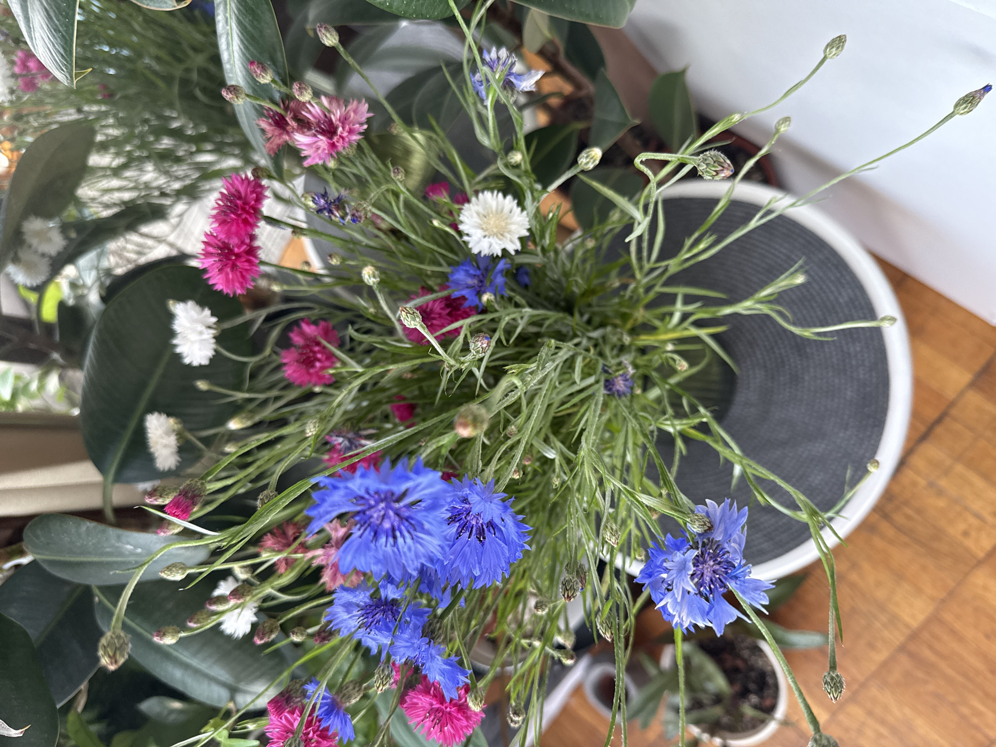 The image displays a close-up, top-down view of a bouquet of cornflowers and other small wildflowers in shades of blue, pink, and white. The flowers are arranged in a vase with a dark grey cylindrical base and a white rim, placed on a wooden surface. Behind the bouquet, large, dark green leaves of a rubber plant are visible, suggesting an indoor setting. To the left of the vase, a small white pot containing a plant with green leaves and dark soil is partially visible. The lighting suggests a natural light source, likely from a window. The overall scene conveys a sense of home decor and nature. The location in Kyiv, Ukraine cannot be determined from the visual information provided.