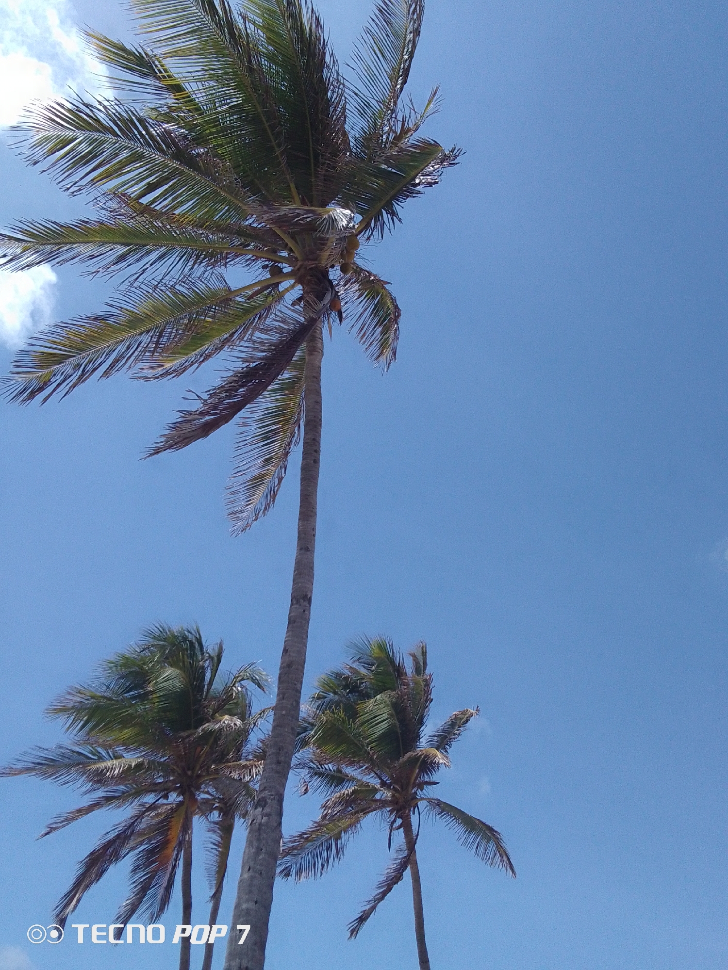 The image depicts three palm trees against a clear blue sky. The palm trees are swaying slightly, suggesting a gentle breeze. The image includes the branding "TECNPOP7" in the bottom left corner. This scene is located in the city of Pedro González, Venezuela.