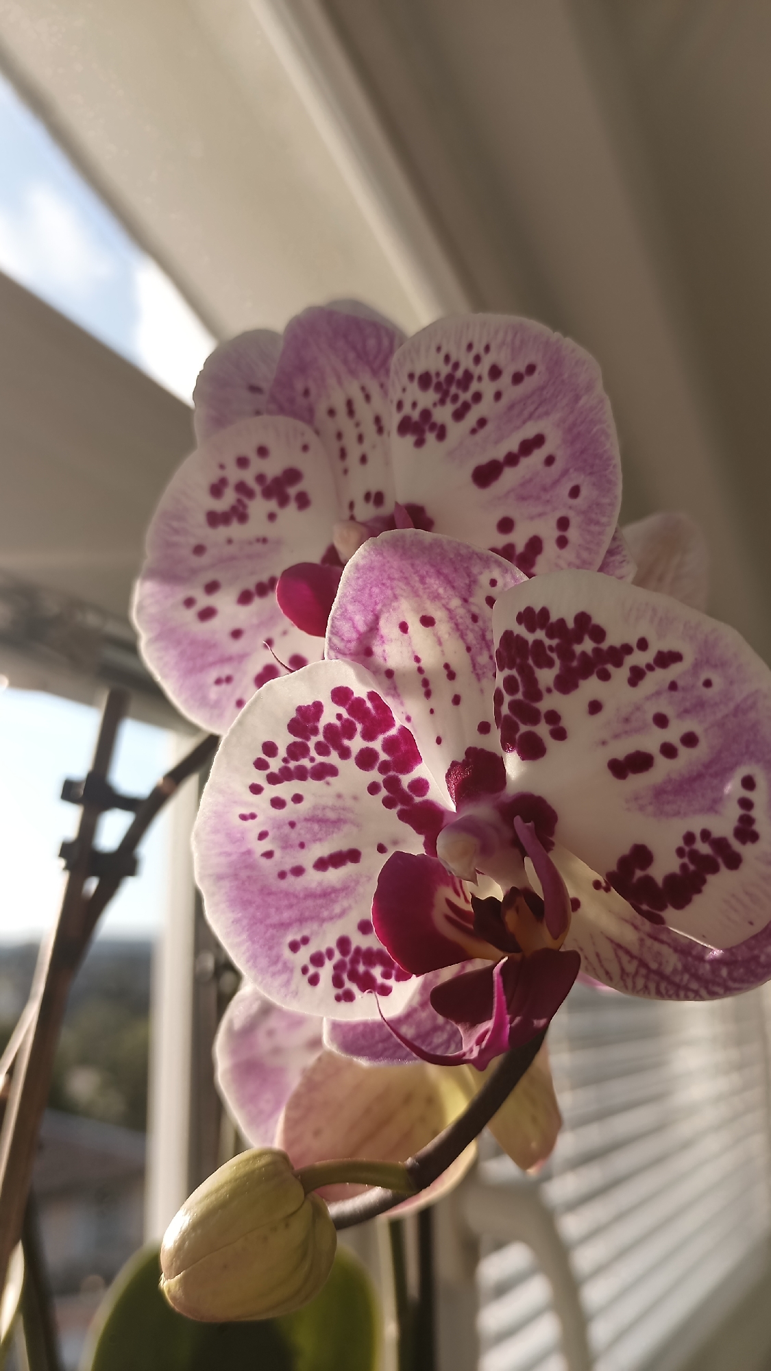 A close-up shot shows several orchid blooms with white petals, fringed with a lavender/purple edge and speckled with burgundy spots. In the background there's a blurred window, and some outdoor scenery. A closed bud is visible at the bottom of the frame. It's not possible to determine that it is in the city of Gabrovo, Bulgaria.