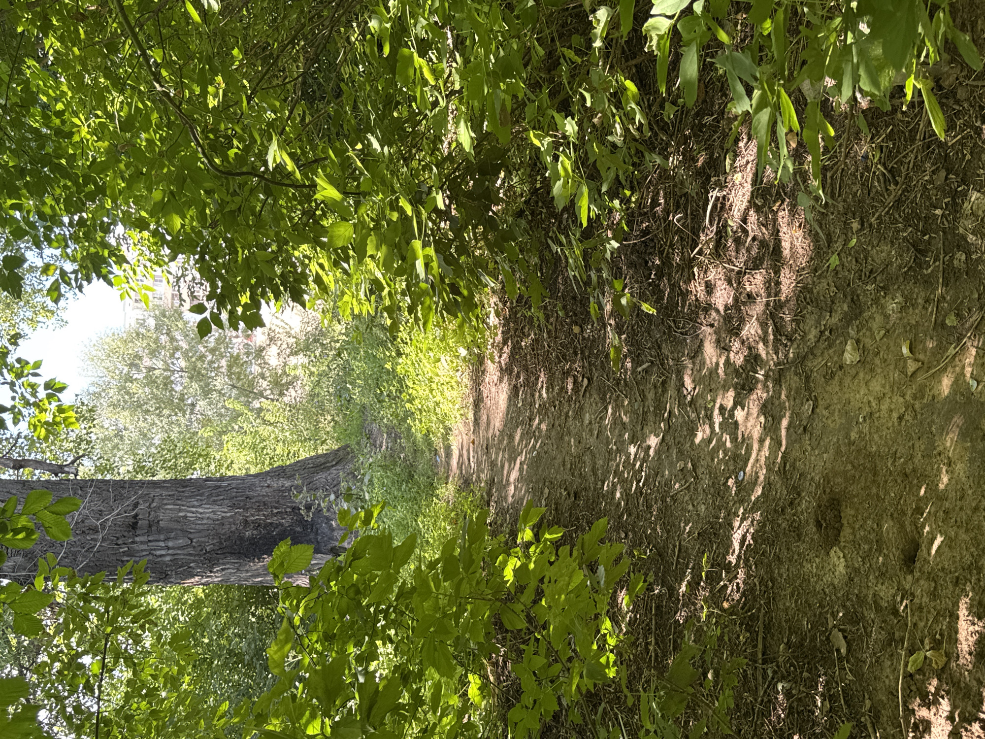 A dirt path winds through a sun-dappled forest, lined with lush green foliage. A large tree trunk, with deeply furrowed bark, stands prominently to the left of the path. In the background, through a break in the trees, buildings are visible, suggesting an urban fringe location. The scene is likely within the city limits of Ufa, Russia, given the provided context. There are no people or animals present in the image. The ground is a mix of dirt, leaves, and small branches, with scattered shadows cast by the overhead canopy.