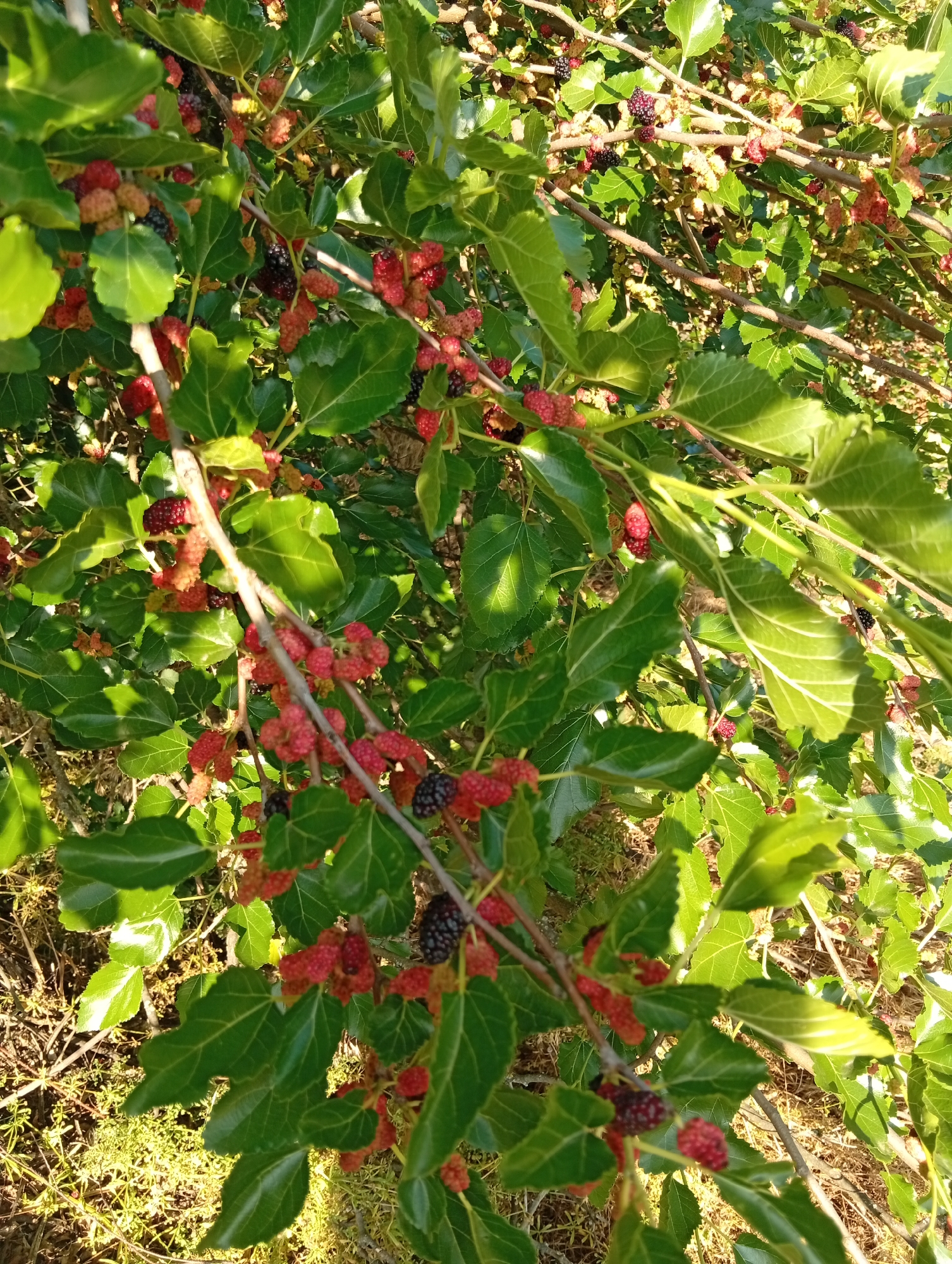 The image shows a close-up view of a mulberry tree branch laden with ripening fruit. The mulberries are in various stages of development, with some appearing bright red and others a deep, dark purple or black. The leaves of the tree are a vibrant green, with a slightly rough texture and prominent veins. The branches are a light brown and twist around, creating a dense canopy. Sunlight filters through the leaves, creating highlights and shadows, suggesting it is a sunny day. The background is blurred and appears to be more foliage and possibly dry grass, indicating an outdoor setting in a natural environment. The focus is clearly on the mulberries, showcasing their abundance and the process of ripening. There is no visible text in the image. The overall impression is one of natural bounty and the peak of the fruiting season.