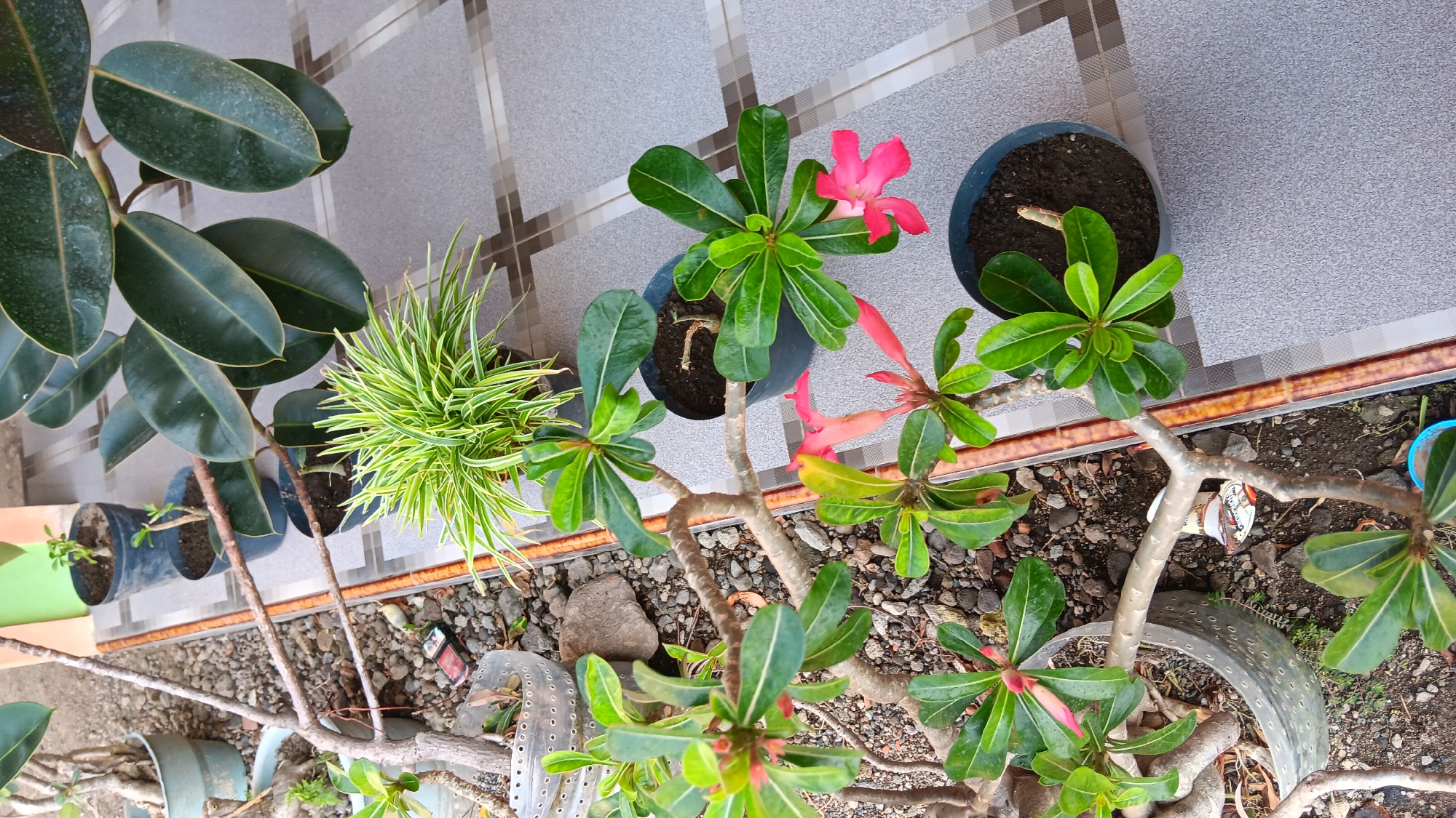 The image depicts a collection of potted plants situated on a tiled patio, likely in a residential setting in Sonobekel, Indonesia. The foreground features several plants with green leaves and delicate pink flowers, their branches forming a network against the textured grey tiles. To the left, a larger plant with a thick, gnarled trunk is visible, its roots exposed in a weathered grey pot. Further back, a potted plant with striking, dark green, glossy leaves, possibly a rubber tree, extends into the frame from the right. Several smaller potted plants are arranged in a line behind the larger ones, including one with spiky, variegated green and yellow foliage. The ground surrounding the pots is covered with small stones and dirt. The overall scene suggests a well-maintained outdoor space, possibly a garden or veranda, in Sonobekel, Indonesia.