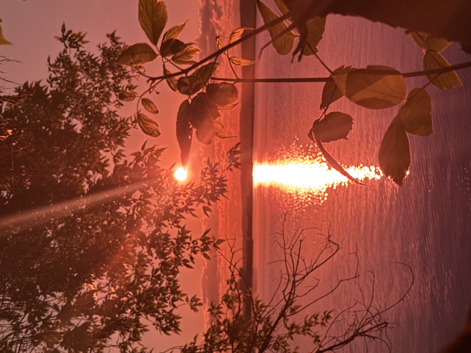 The image captures a vibrant sunrise or sunset over a body of water, viewed through dense foliage. The scene is bathed in warm hues of orange, red, and pink, creating a dramatic and serene atmosphere.
In the mid-left of the frame, the brilliant orb of the sun is visible, partially obscured by the dark silhouettes of trees and branches. It casts powerful rays of light, indicating its low position on the horizon, and creates a noticeable lens flare. The sky around the sun glows with intense orange and pink tones. Densely packed foliage and tree branches, some with individual leaves, frame the left and bottom sections of the image, appearing mostly in silhouette against the radiant light, though some leaves are backlit, revealing their form.
On the right side of the frame, a large body of water, possibly a river or reservoir near Chaikovsky, Russia, reflects the sun's intense light. This reflection forms a dazzling, shimmering vertical column of sparkling points and elongated streaks of light extending downwards. The water's surface appears to have subtle ripples or texture, contributing to the broken, glittering appearance of the reflection.
The overall composition features a strong vertical division, contrasting the dark, intricate shapes of the foreground foliage on the left with the expansive, luminous water and its reflection on the right. The warm color palette transitions from bright yellows and oranges near the light sources to deeper reds and pinks. The atmosphere seems clear yet luminous, enhancing the sun's glow. There are no people visible, and no discernible text within the image. The scene evokes a sense of tranquil natural beauty at the beginning or end of the day.