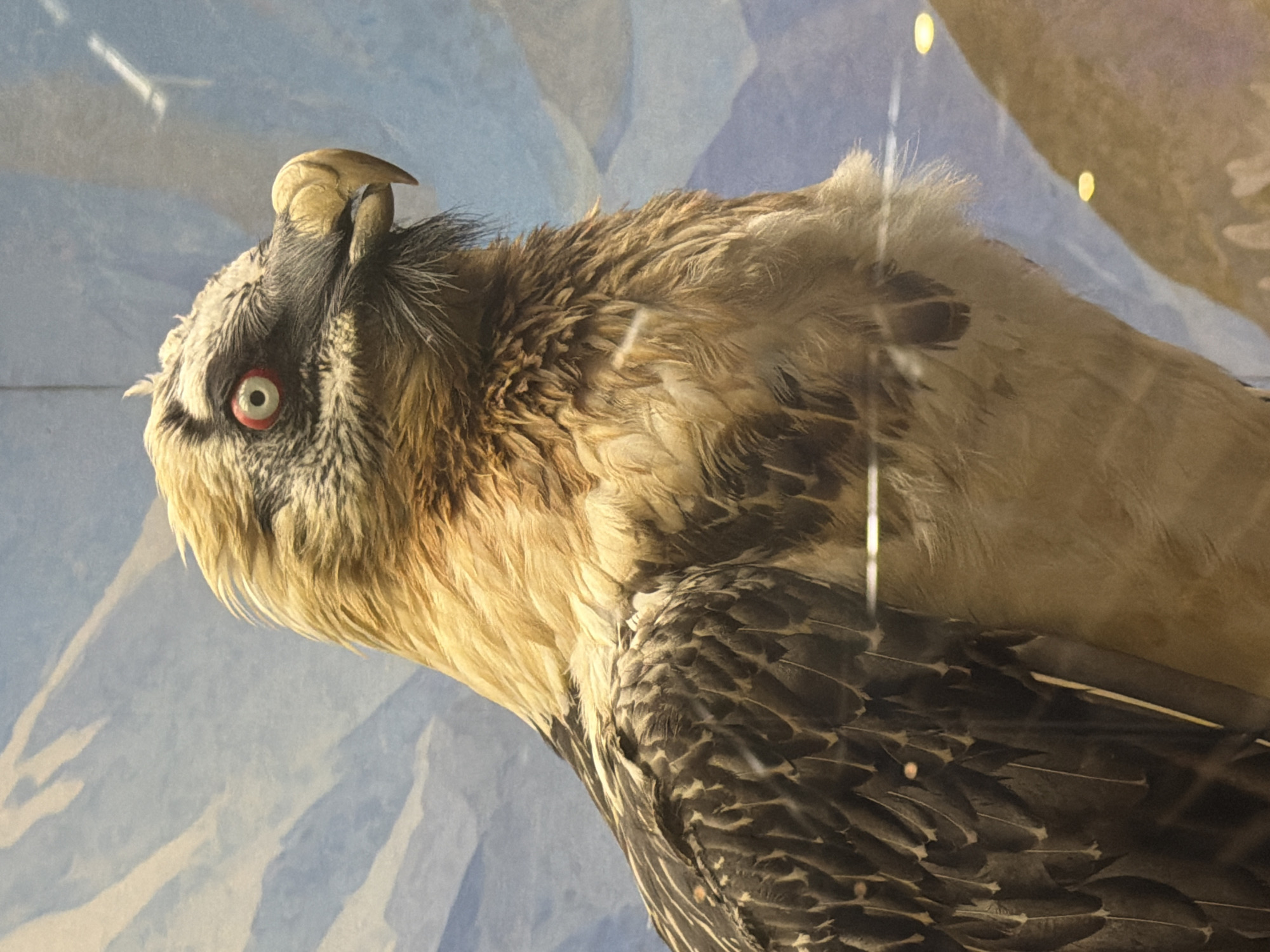 A close-up, profile view of a taxidermied Bearded Vulture (Gypaetus barbatus) is centered in the frame. The bird is positioned to the right, facing left, with its distinctive reddish eye and sharp, hooked beak prominently displayed. Its plumage is a mix of browns, whites, and golds, with intricate feather detail visible on its wings and body. The background is a painted landscape of stylized blue and white mountains, suggesting a high-altitude habitat. The scene appears to be indoors, possibly in a museum exhibit, with a glass barrier causing some reflections and highlights on the surface. The lighting is somewhat diffuse, illuminating the bird and its surroundings.