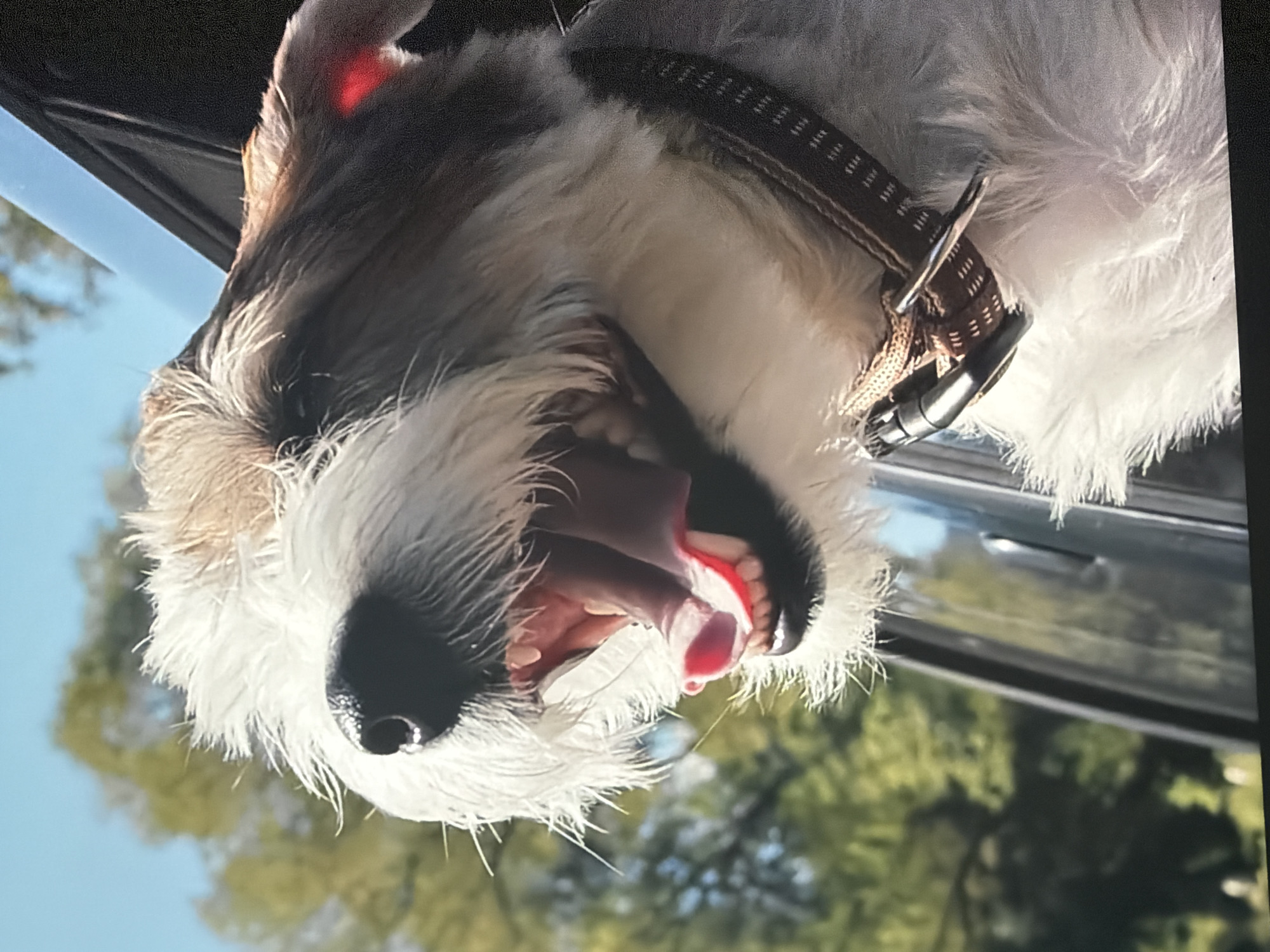 A close-up, outdoor, eye-level shot shows a shaggy white and tan dog with its head out of a car window, panting with its mouth open and tongue visible. The dog is wearing a brown collar with a metal ring. The background consists of blurry green trees and a clear blue sky, suggesting a sunny day in an unspecified outdoor location.