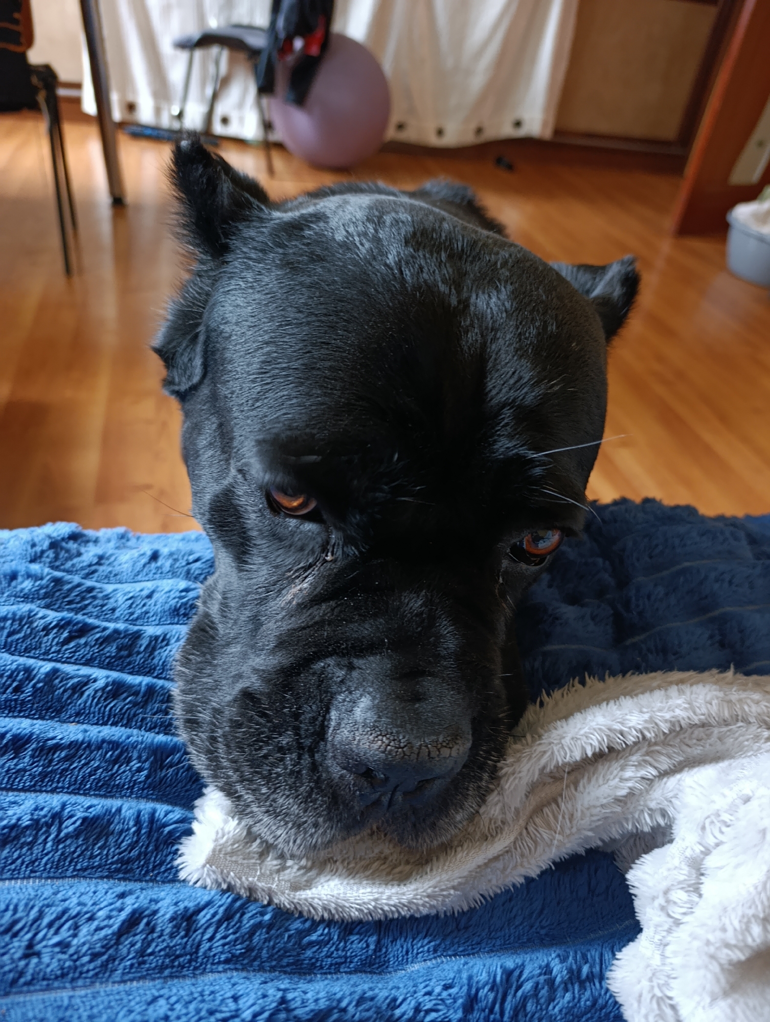 A black dog with amber eyes is lying on a blue fuzzy blanket, with its head resting on a white fuzzy blanket. The dog's face is mostly visible, and it appears to be looking directly at the camera. The background is blurred, but it appears to be an indoor setting with wooden floors and furniture. The scene is likely located in a residential area of Brovary, Ukraine.