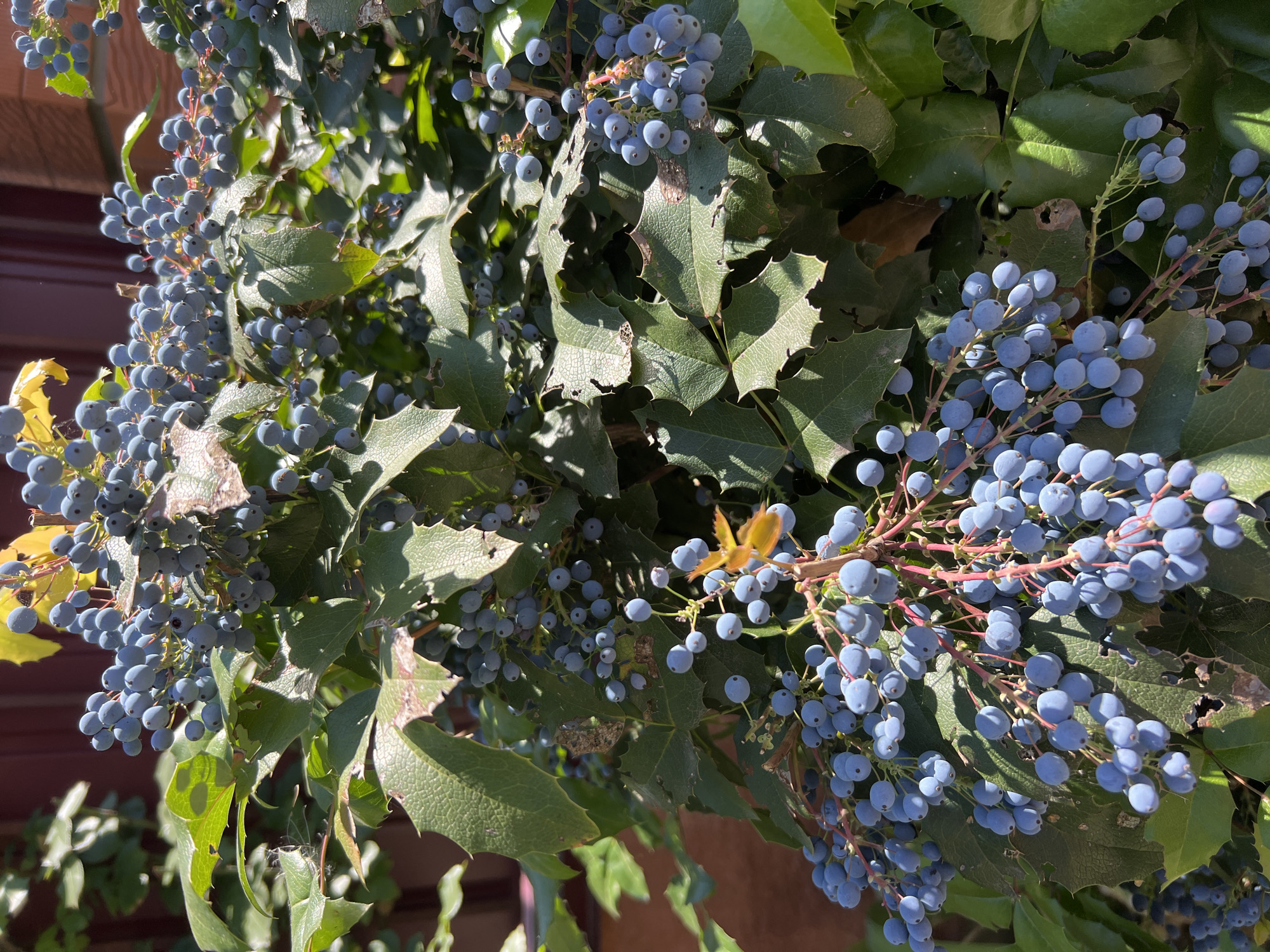 A close-up, high-angle shot captures a cluster of ripe, blue-purple berries on a Mahonia plant. The berries are small, round, and grow in bunches on thin, reddish stems. They are a deep, matte blue with a slightly dusty appearance. The plant's leaves are a dark green, leathery, and have sharply toothed edges, typical of Mahonia. Sunlight filters through the leaves, creating dappled patterns of light and shadow on the foliage and berries. In the background, a dark red wooden fence is visible, suggesting an outdoor setting. The overall scene is bathed in natural light, creating a vibrant and textured image. The specific location in Fontanka, Ukraine, is not visually discernible from the image itself.