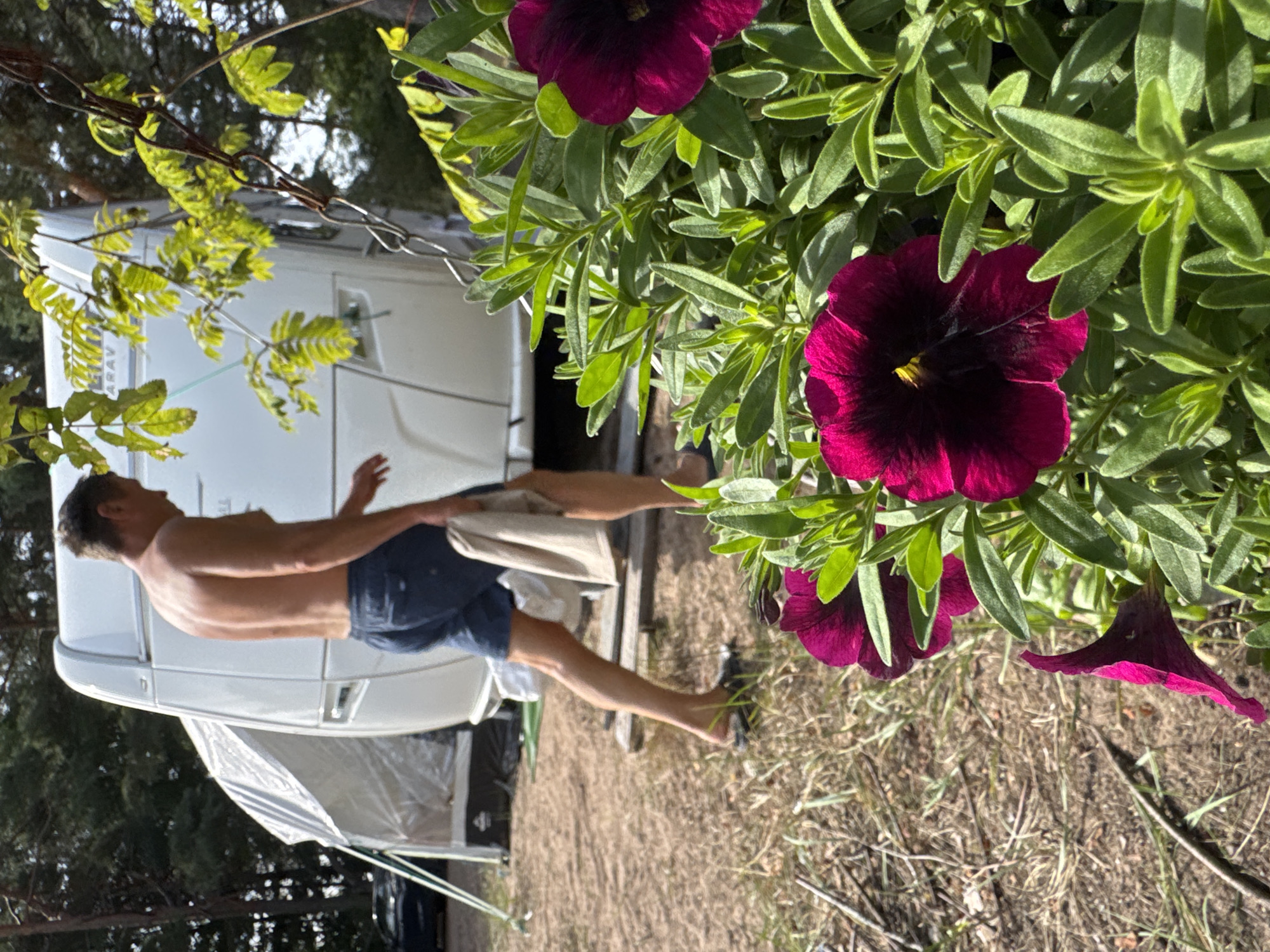 In Ozerki (Krasnodolinskaya), Russia, a shirtless man wearing dark blue shorts walks across dry, grassy terrain. He is carrying a light-colored towel in his right hand. Behind him, a white camper van is parked, with a white tent attached to its side. The foreground is dominated by a bush with dark pink petunias, their vibrant petals sharply contrasted against the muted tones of the campsite. The background consists of trees, suggesting a natural, outdoor setting.