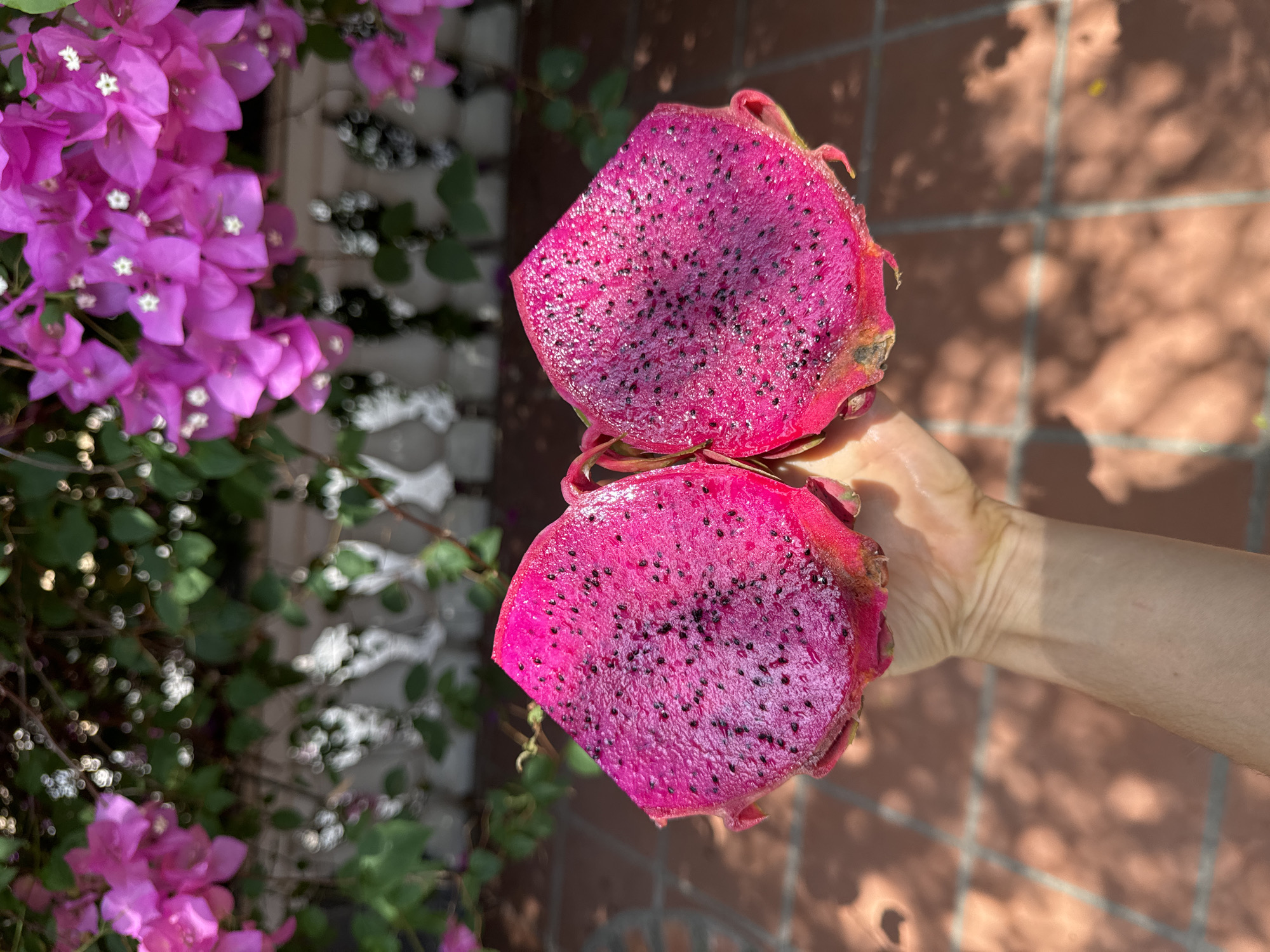 A person's hand holds a vibrantly colored dragon fruit, cut horizontally into two halves, revealing its deep magenta-purple flesh densely speckled with small black seeds. The fruit's outer skin is a reddish-pink with some green remnants from its scales.
To the left of the image, a large cluster of bright pink bougainvillea flowers with tiny white centers is visible, creating a soft, blurred foreground element. Green foliage is intertwined with the flowers and extends into the background, where a white, possibly decorative, wall or trellis structure is faintly discernible and out of focus.
The right side of the image features a sun-drenched, tiled ground surface, appearing reddish-brown or terracotta in color. Distinct, intricate shadows of leaves and branches are cast across these tiles, indicating strong, direct sunlight. The clear shadows suggest it is daytime, likely late morning or afternoon.
The scene captures a moment in a bright, tropical outdoor setting, consistent with the vibrant flora and climate of Mũi Né, Vietnam. There is no visible text in the image.