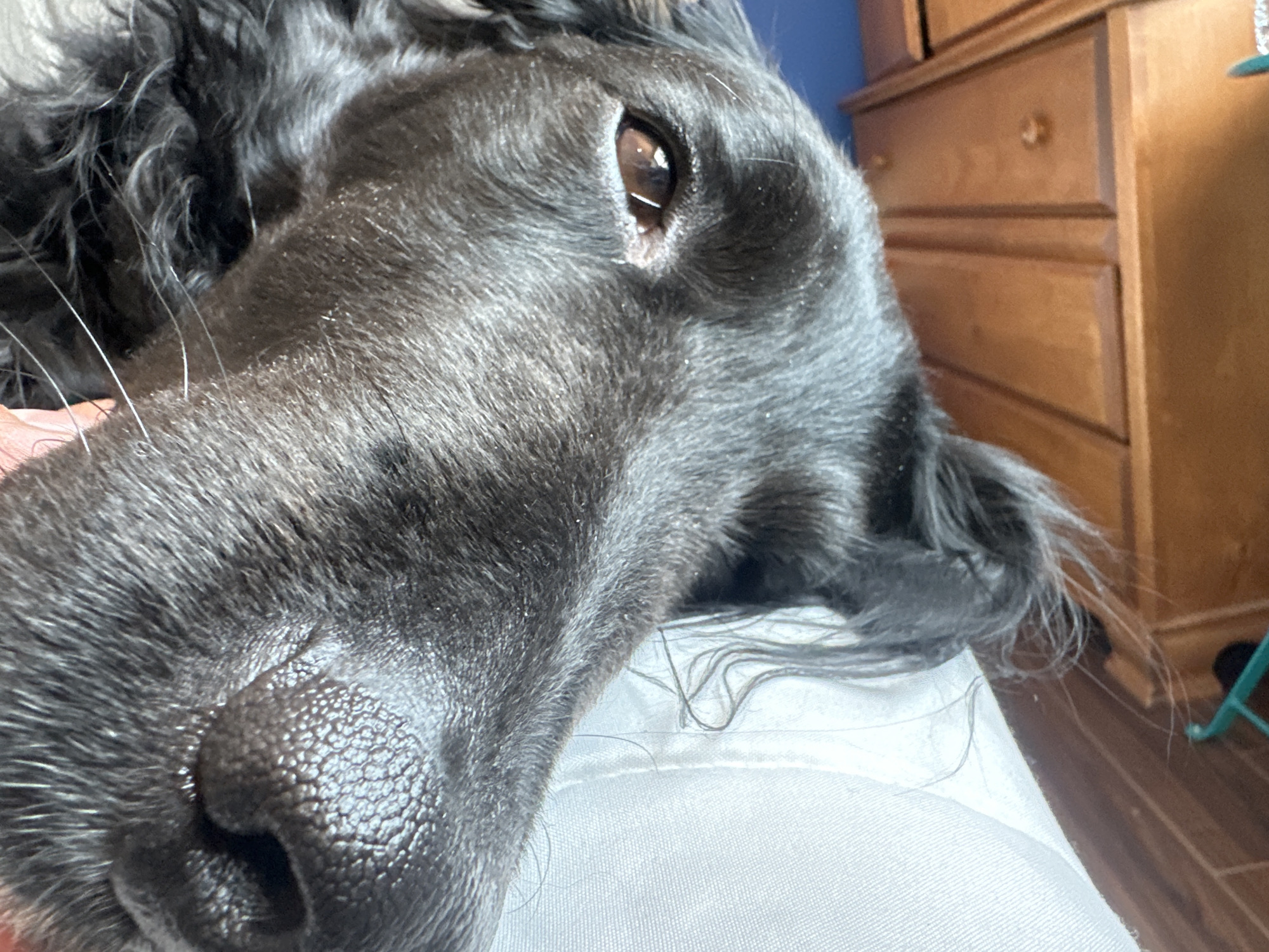 A close-up shot of a black dog lying on a white surface, possibly fabric. The dog's head is prominent in the frame, showing its nose, eye, and fur details. A wooden dresser is partially visible in the background. The photograph's location is not evident from the image. The city of Mexico City, Mexico, is not evident from the image. No people are visible.