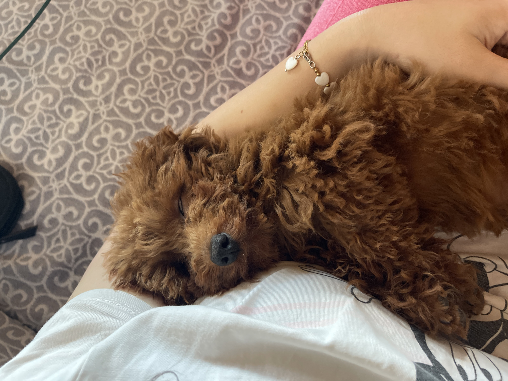 A reddish-brown poodle is sleeping on a person's lap. The person is wearing a white shirt and a bracelet with white heart-shaped charms. The background includes a patterned blanket or bedspread in shades of brown and gray. The image does not provide sufficient information to identify the location as Sofia, Bulgaria.