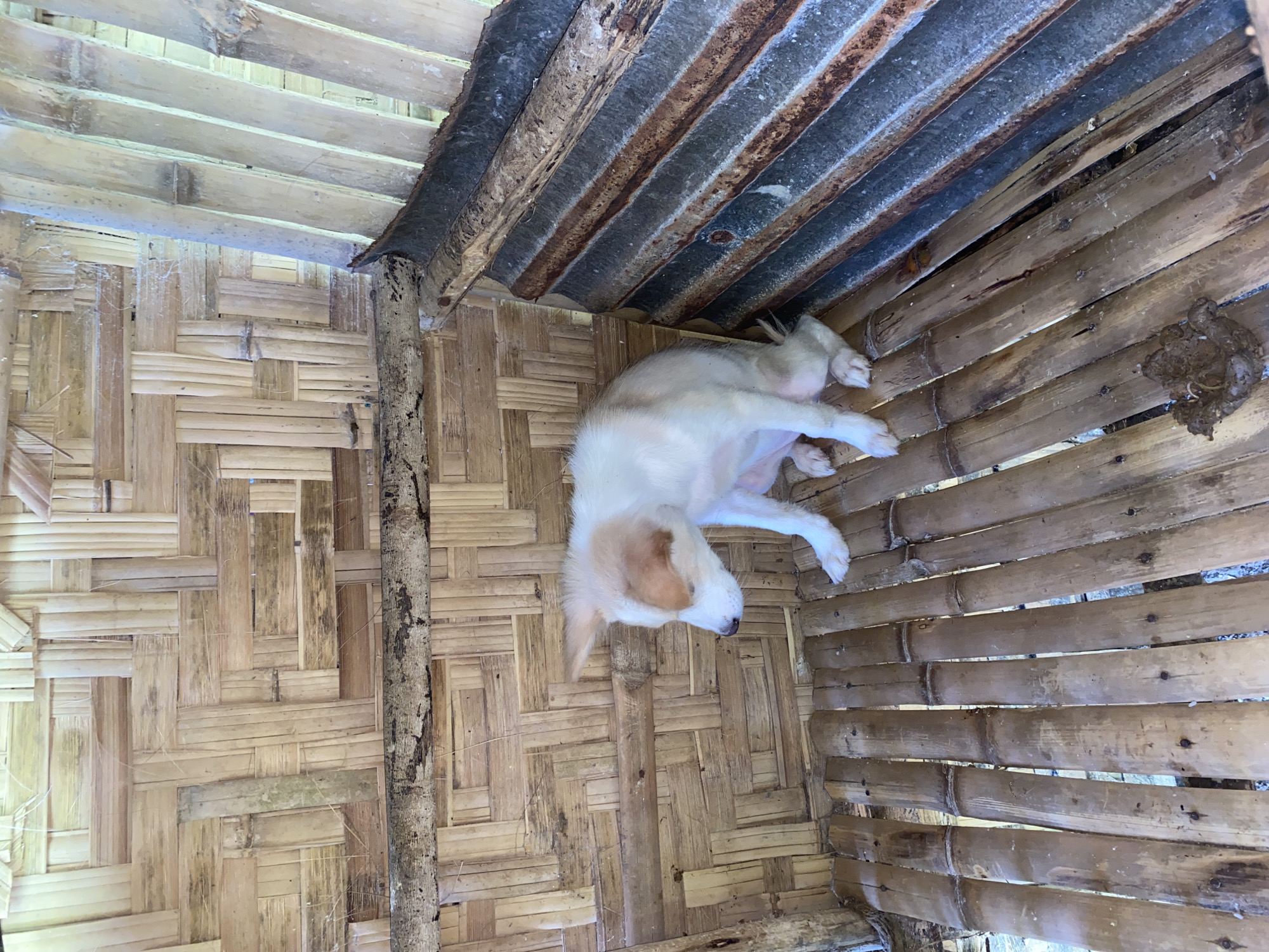 A small, white and tan dog is sitting on a bamboo floor inside a structure. The walls are also made of woven bamboo. To the right, there is a section of corrugated metal siding. The scene appears to be outdoors, possibly in a rural or less developed area, consistent with parts of Davao City, Philippines. The dog is looking down and appears alert.