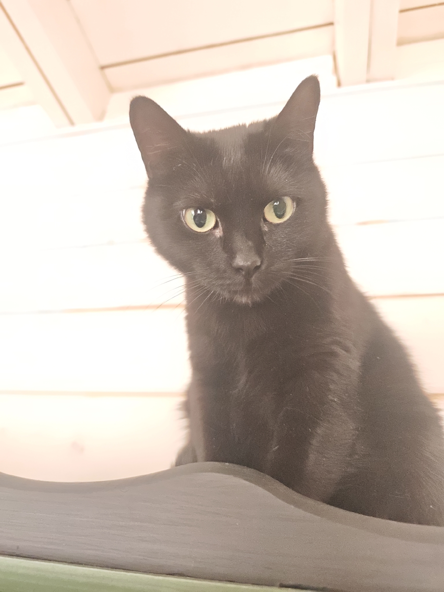 A medium shot shows a black cat looking directly at the viewer. The cat has short, smooth fur, bright yellow-green eyes, and upright ears. The cat appears to be sitting or standing on a dark grey or black surface. Behind the cat is a pale, off-white or light-beige wall with horizontal planks or panels. The location of the image is not specified.