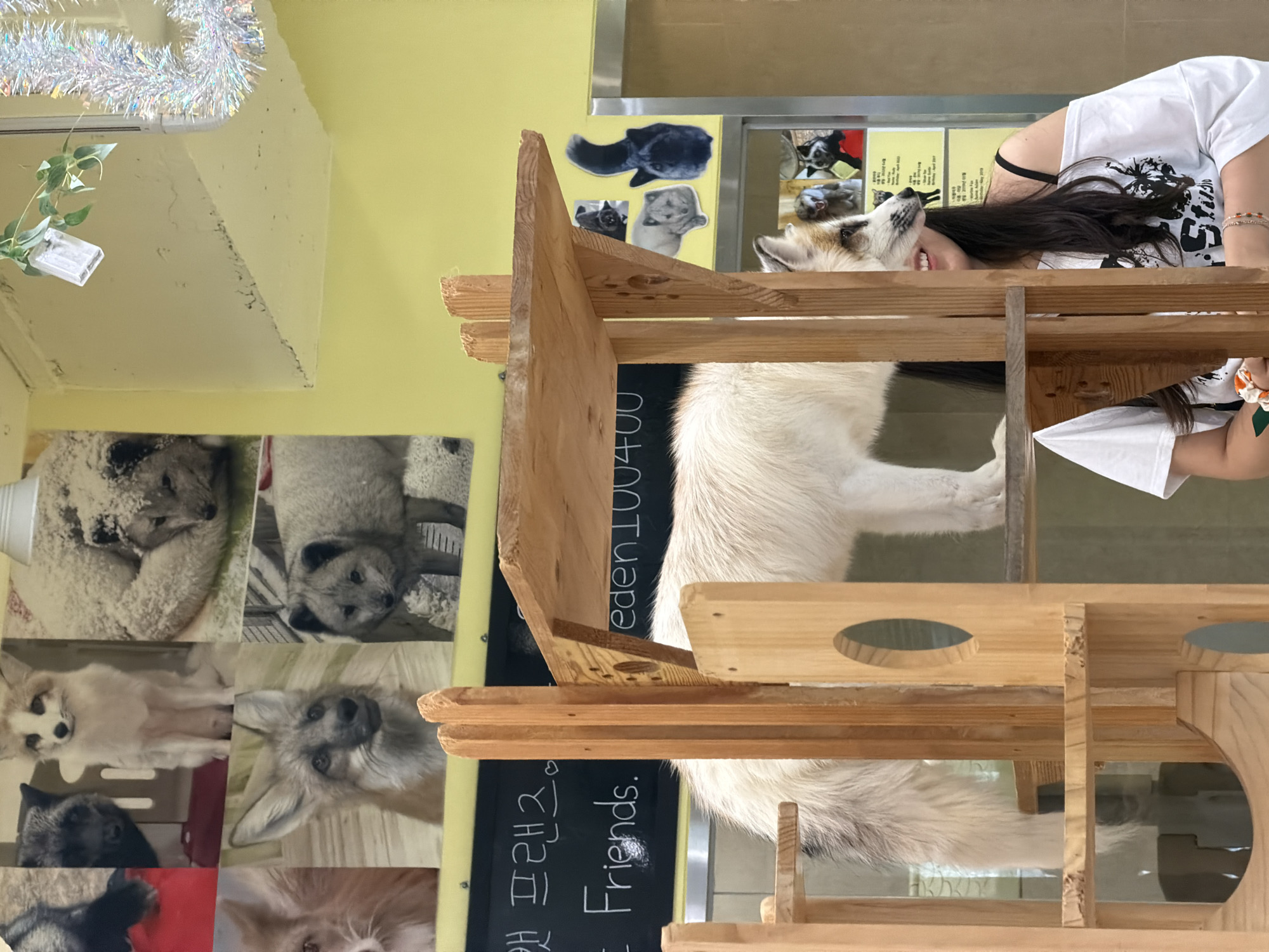 The image depicts an indoor scene with a woman partially visible in the foreground, wearing a white off-the-shoulder top. She is smiling and looking towards the right. In front of her is a wooden multi-tiered structure. A white and grey fox with its tail visible is standing on one of the shelves of the wooden structure, its body partially obscured by the wood. Behind the woman and the structure, a wall displays several photographs of foxes in various poses and settings. The wall also features some text in Korean and English, including "Best Friends." To the right of the wall display, a reflective surface or door is visible. The overall environment appears to be a themed cafe or an exhibit space dedicated to foxes. This scene is located in a cafe in Seoul, South Korea.