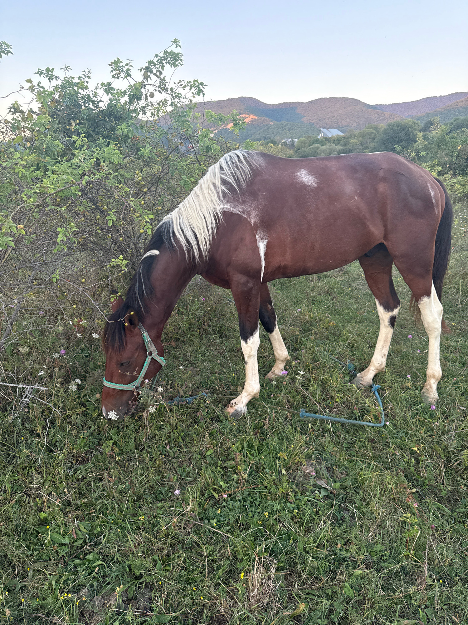 A brown horse with a blonde mane and white markings on its legs and flank is grazing in a grassy field. The horse is wearing a light blue halter. In the background, there are trees, hills, and a clear sky. There is no indication of the city of Tenginka, Russia, in the image.