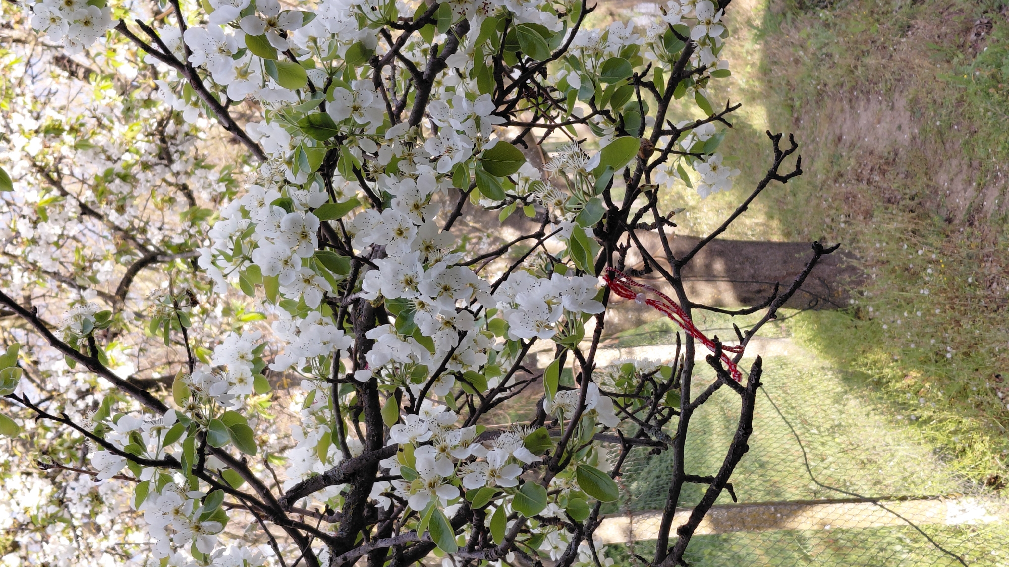 The image shows a close-up of a tree in full bloom with small white flowers and some green leaves. Some bare branches are also visible. A red and white braided cord (Martisor) is tied to one of the branches. Beyond the tree, the background shows a blurry view of a grassy area and a path. The location is unspecified.