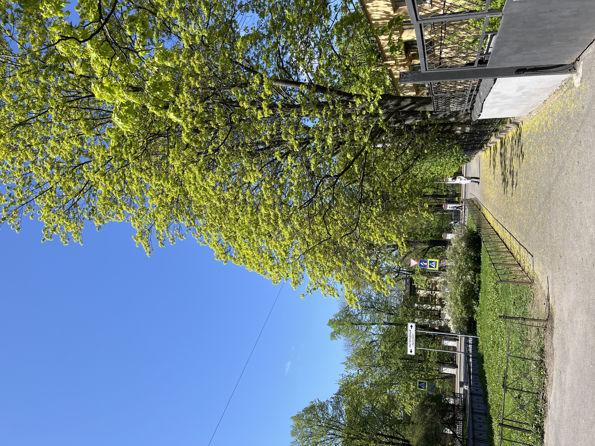 The image depicts a street scene in Saint Petersburg, Russia, during a sunny day. The frame is oriented vertically. The scene is dominated by a large tree with vibrant green foliage, partly obscuring the sky. A paved walkway runs along the right side of the frame, lined with a metal fence separating it from a grassy area. Yellow petals or small flowers are scattered across the walkway. In the distance, a person in a white coat is walking along the path. Traffic signs and street signs are visible, including one with a white arrow pointing left. Buildings are partially visible behind the trees and foliage. Power lines are also visible extending into the sky.