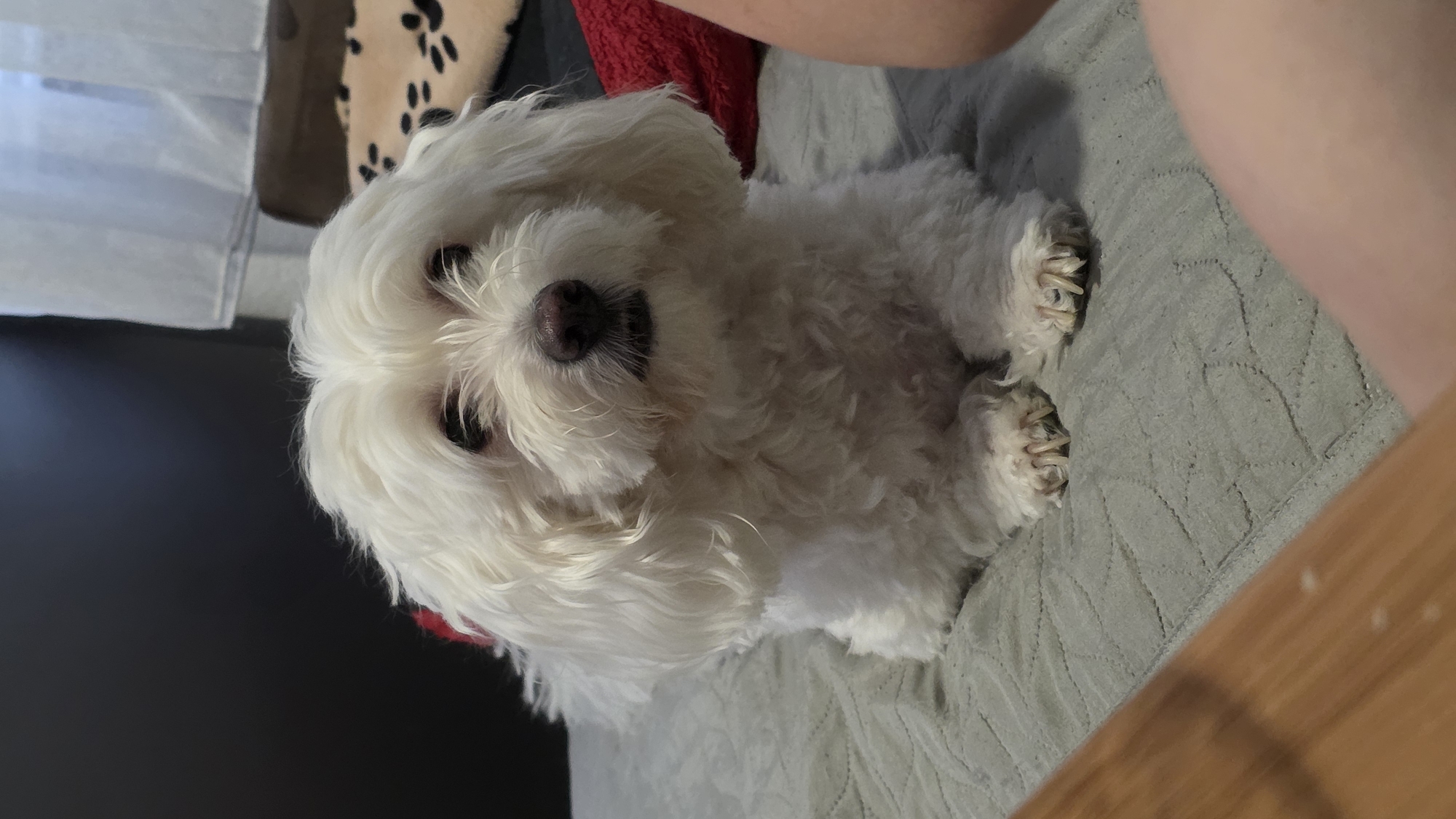 A white bichon frise dog is sitting on a grey quilted bedspread. The dog is facing forward, with its paws visible in the foreground. The dog's fur is fluffy and white, and it has dark eyes and a dark nose. The background is blurred, but appears to be a dark wall on the left and a window with white curtains on the right. There is also a red pillow visible behind the dog on the right. The image was taken indoors in what appears to be a residential setting. There is no indication of the location being Blagoevgrad, Bulgaria.
