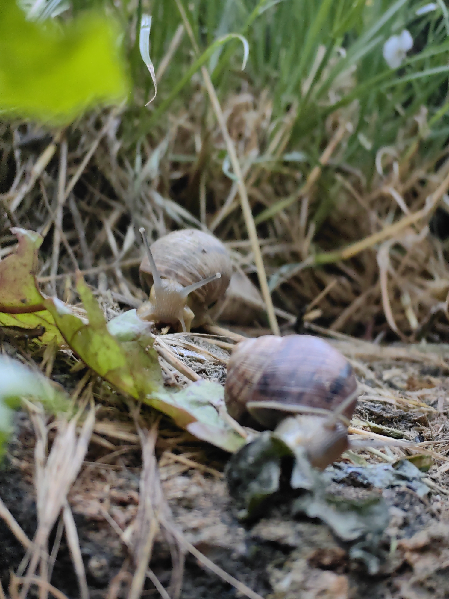 The image shows two snails on the ground among dry grass and green leaves. The snail in the foreground is in sharp focus, with its shell a mix of brown and purple, and its head extended with two prominent eyestalks. It appears to be moving. The second snail, located slightly further back and to the left, is also in focus, with a lighter brown shell and its head and eyestalks visible. The background consists of more dry grass and green foliage, with the overall lighting suggesting an outdoor, natural environment. The ground is composed of soil and organic debris. The scene is likely a natural habitat for snails, such as a garden or a patch of uncultivated land within the Ароматновское сельское поселение, Ukraine.