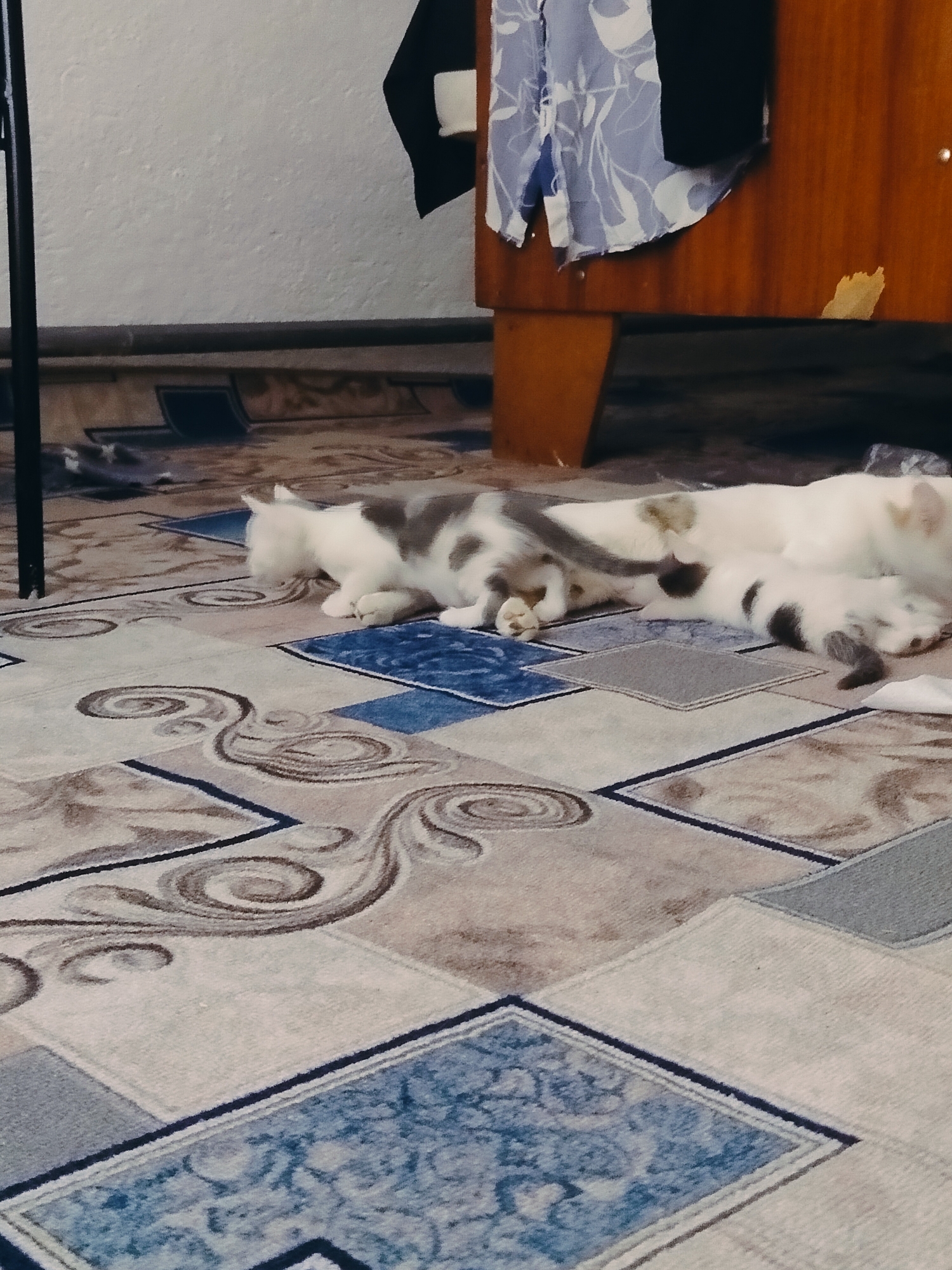 The image shows a close-up view of a carpet with a geometric and floral pattern in shades of beige, brown, blue, and white. In the foreground and mid-ground, two cats are lying on the carpet. One is a larger cat, predominantly white with grey patches, and the other is a kitten, also white with dark grey patches, nestled against the larger cat. The cats appear to be resting or nursing. The environment appears to be indoors, with a wooden furniture piece visible in the background on the right, and a wall with textured plaster on the left. A dark vertical object, possibly a stand or furniture leg, is present in the far left. There is no visible indication of the city of Көлкент, Kazakhstan within the image itself.