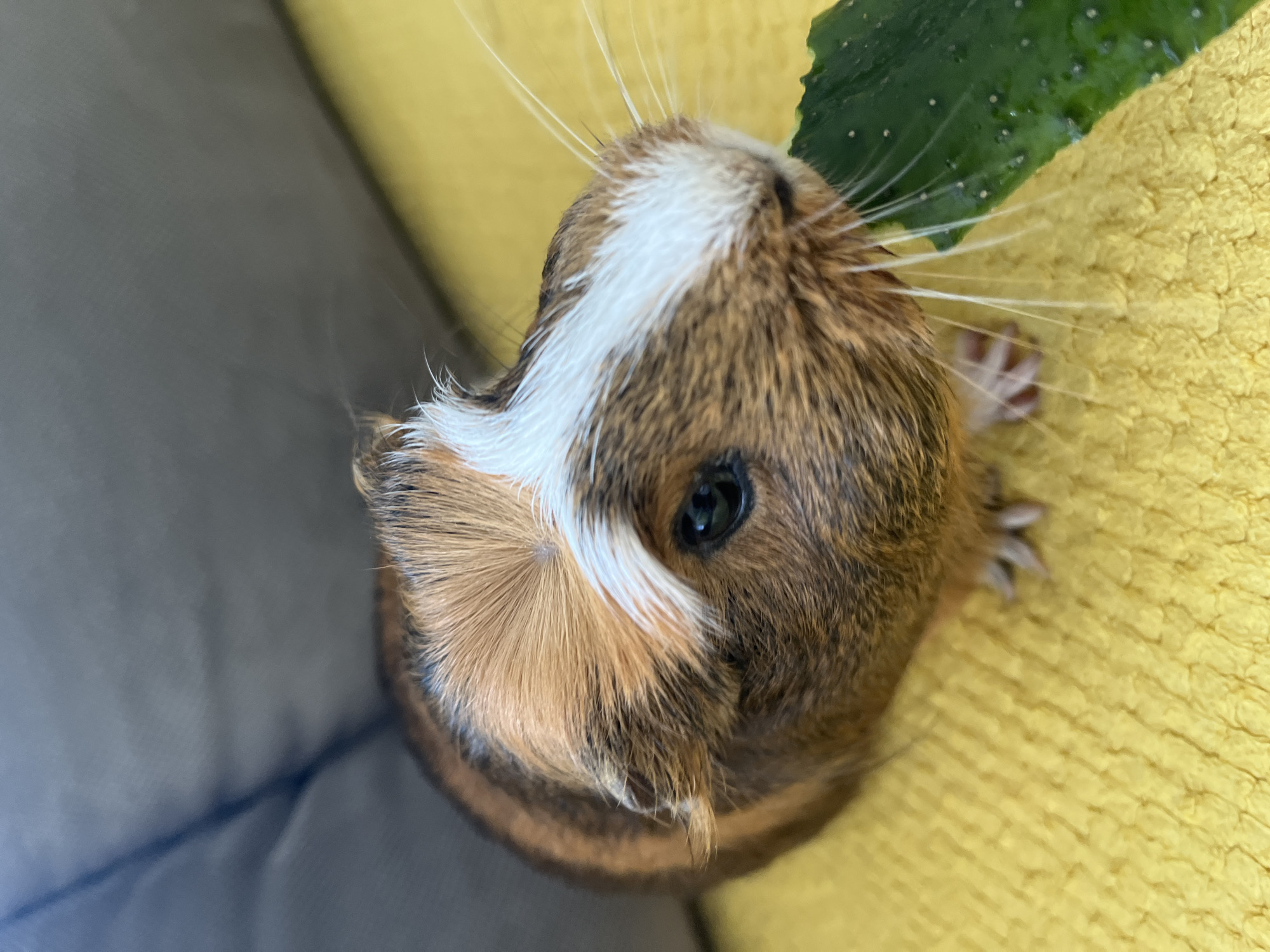 The media file is a close-up, high-angle shot of a guinea pig. The guinea pig has brown, white, and black fur. It has a distinctive white stripe on its forehead. The guinea pig is looking up and to the right, with its right eye visible and reflecting light. Its whiskers are prominent and extend outwards. A piece of green food, possibly a cucumber leaf, is visible at the top right of the frame, near the guinea pig's nose.
The guinea pig is positioned on a textured yellow surface, which appears to be a blanket or fabric. To the left of the guinea pig, there is a dark gray, softly lit surface that looks like upholstery, possibly a couch or chair. The lighting suggests it might be daytime, as there is natural-looking light illuminating the scene, creating soft shadows. The focus is sharp on the guinea pig's face, with the background elements being slightly blurred, drawing attention to the animal. No text is visible in the image. The overall impression is an intimate and detailed portrait of a small pet in a home-like setting.